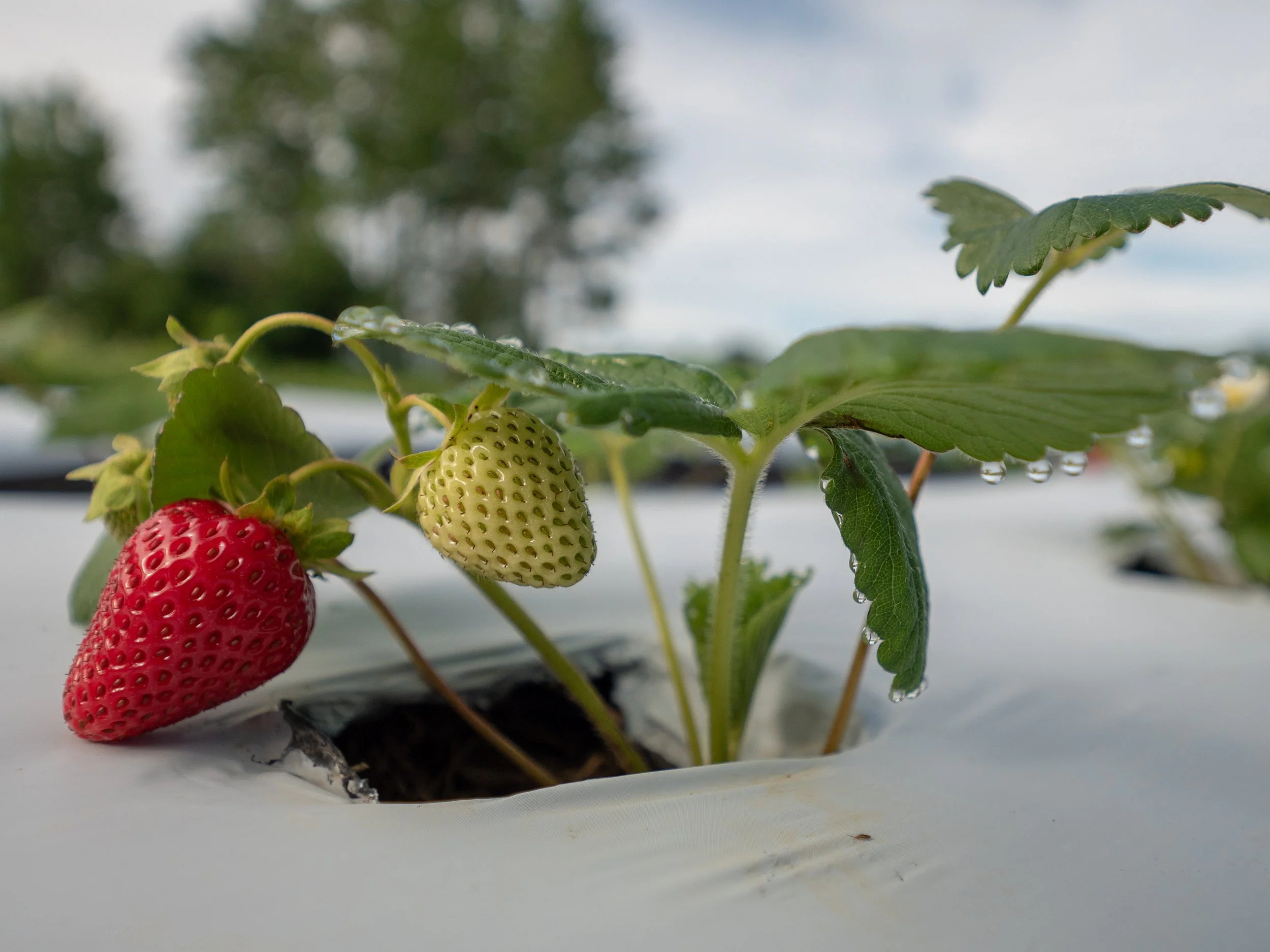 Strawberry Renovation