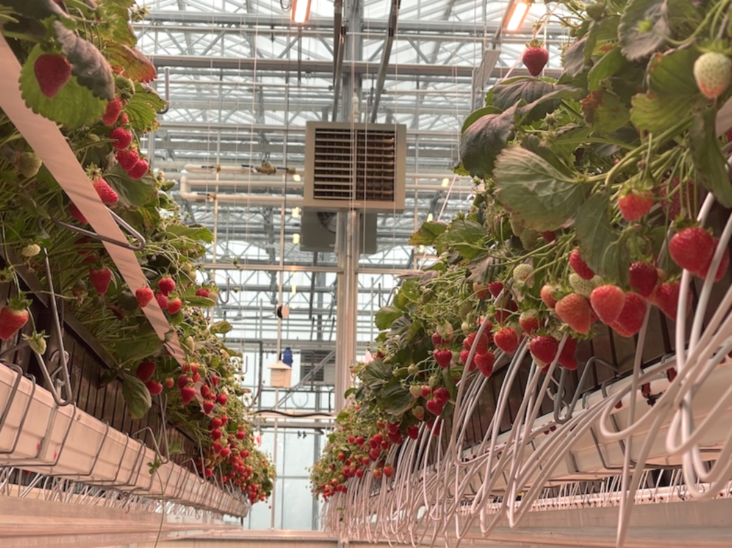 Fall Berry Educational Opportunities