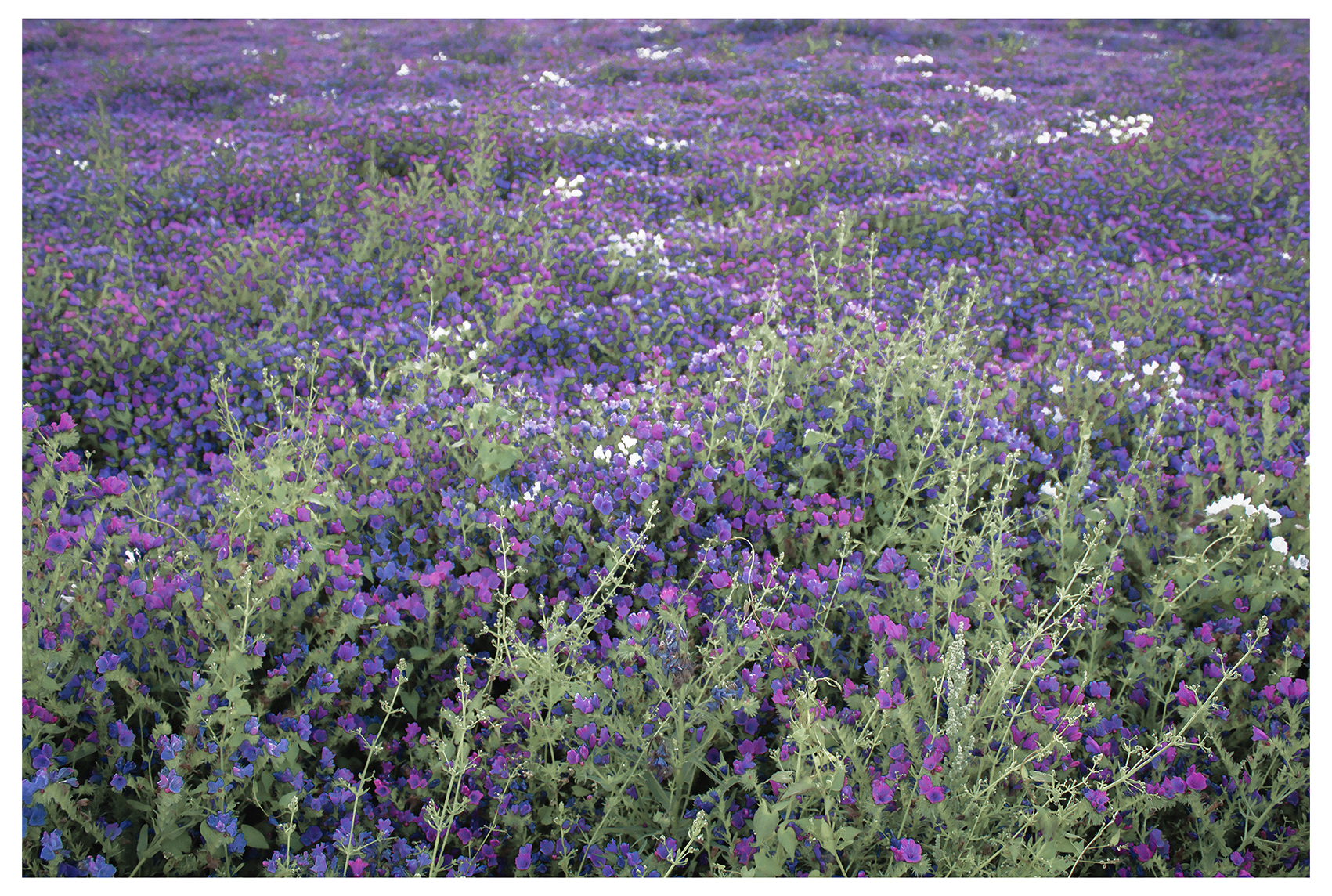 Phil_Gomm_Echium_Field_Sheldwich_2021_04_Blog.png