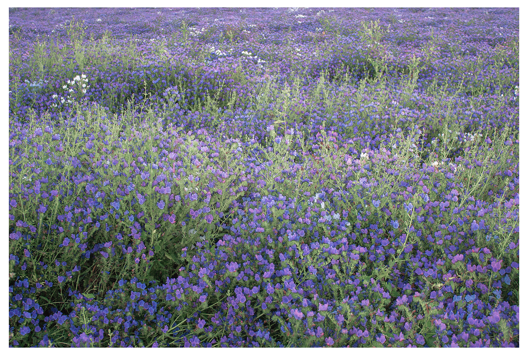 Phil_Gomm_Echium_Field_Sheldwich_2021_07_Blog.png