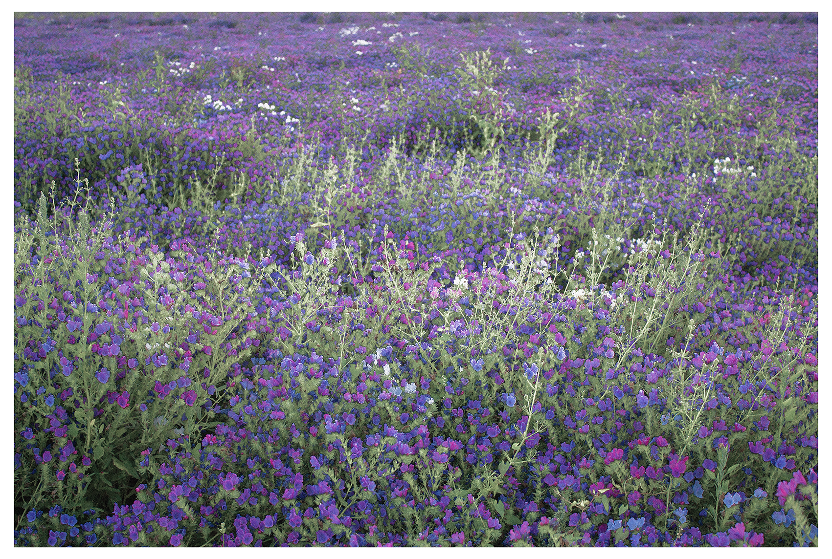 Phil_Gomm_Echium_Field_Sheldwich_2021_08_Blog.png