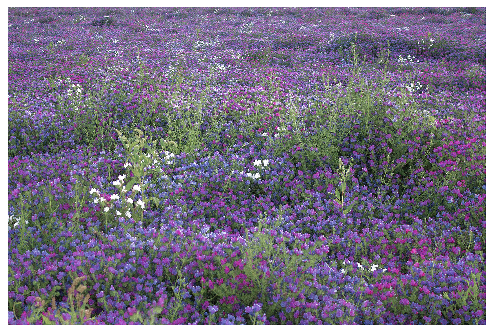 Phil_Gomm_Echium_Field_Sheldwich_2021_13_Blog.png