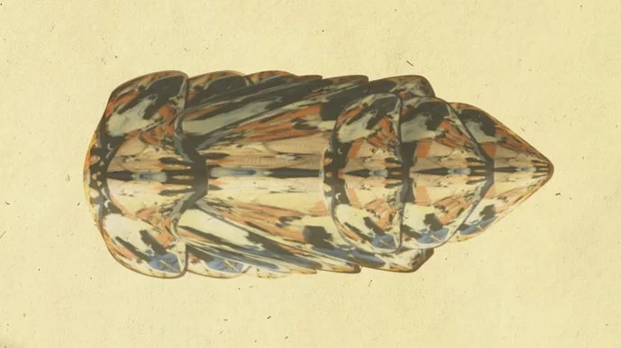 Cicada%2Bfrancisii%2BPlate%2BFinal_Blog.jpg