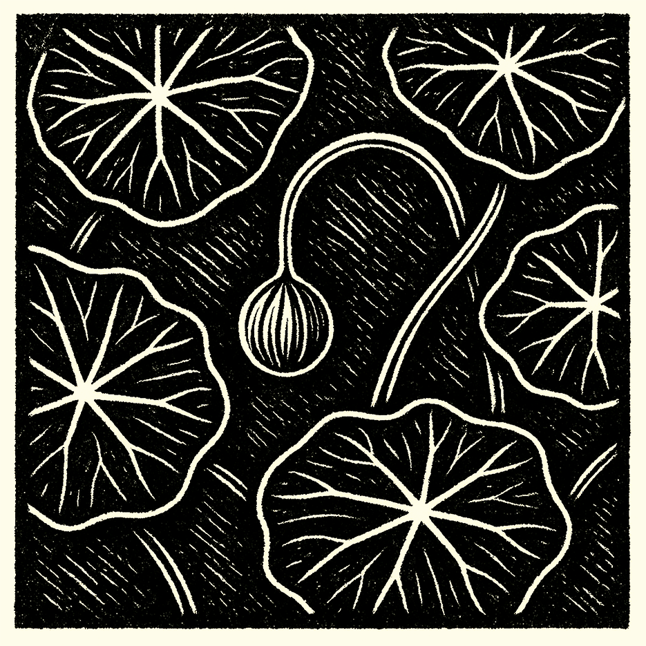Nasturtiums.png
