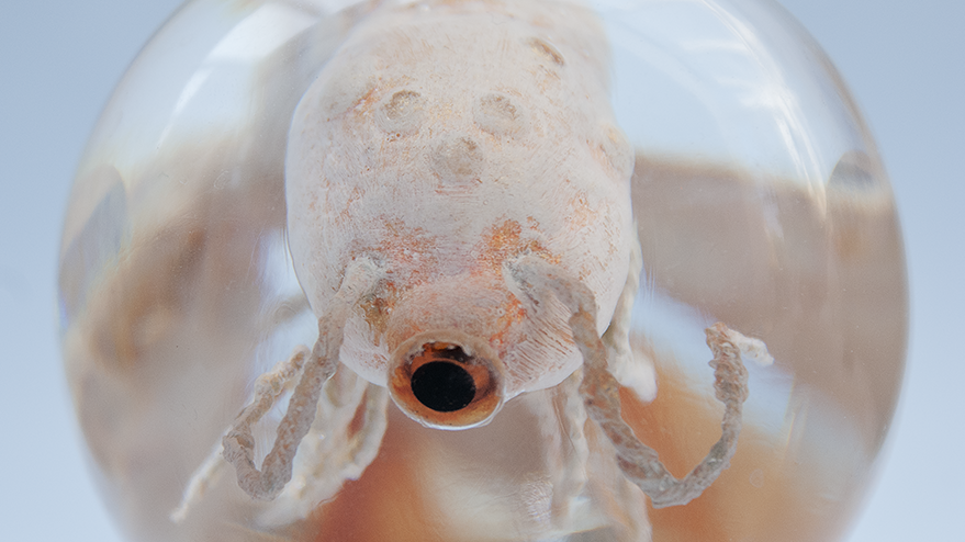 Phil_Gomm_Cyclops_2026_Reds_Kingdom_08.png