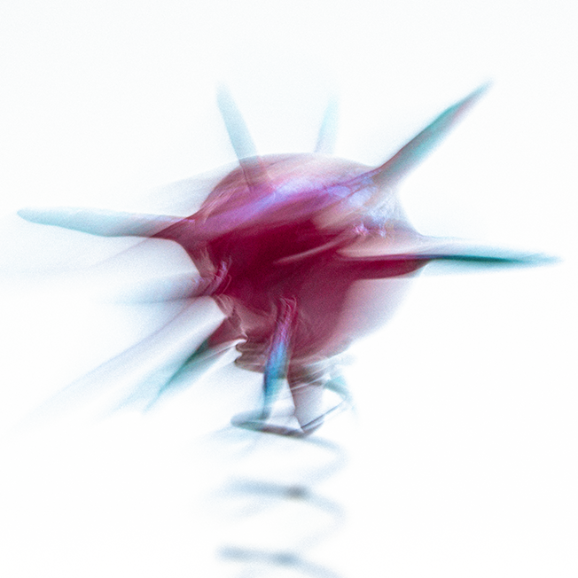 Phil_Gomm_Vis_Viva_2026_Reds_Kingdom_05.png