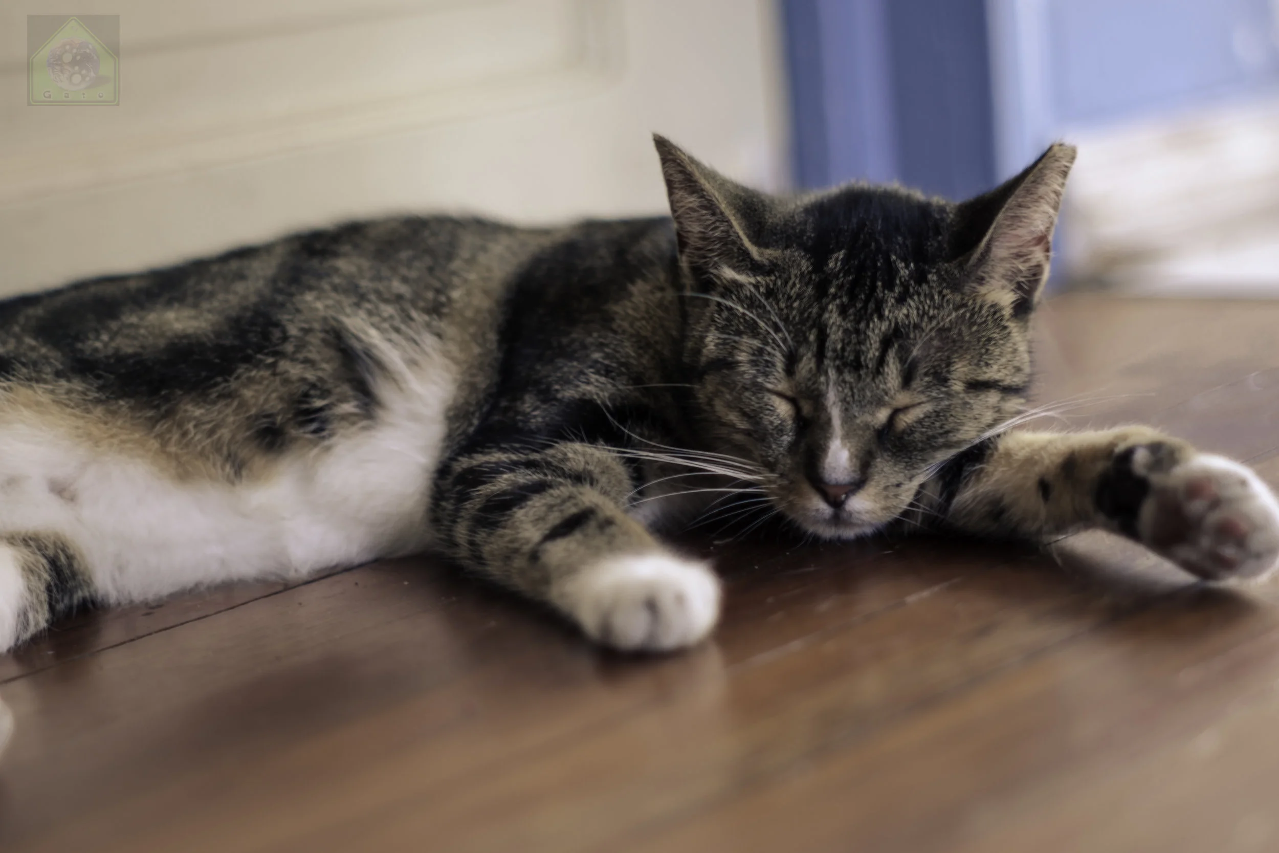 GatoPhoto-Kitteh-1.jpg