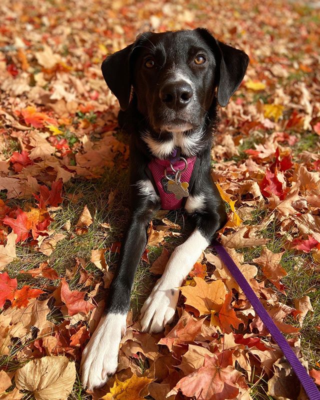 Puppy Meadow is unbe-leaf-ably cute! 🍂🍁🍂
