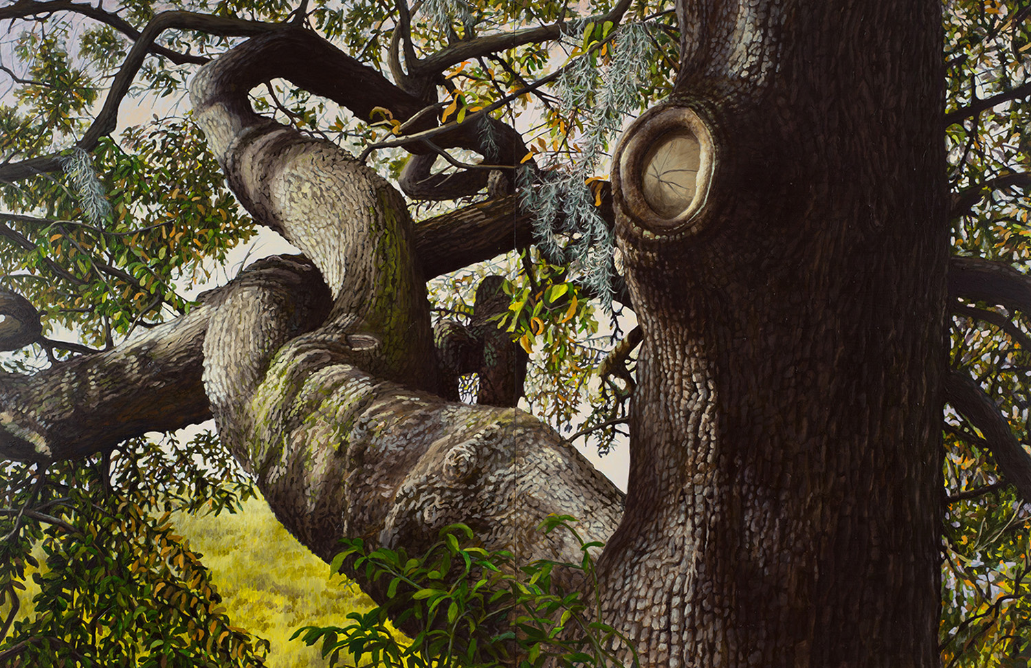 Live Oak #1: Oil on panel 42” x 60” 2013