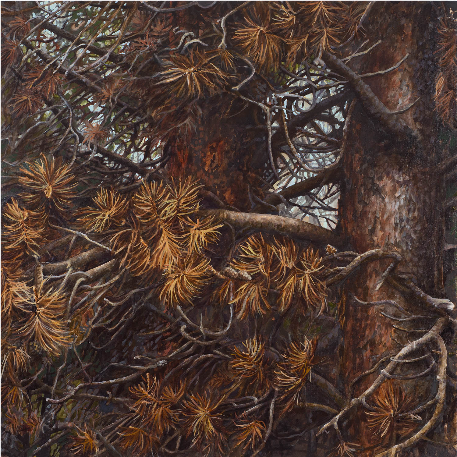 Lodgepole series #3: Oil on panel 30” x 30” 2013