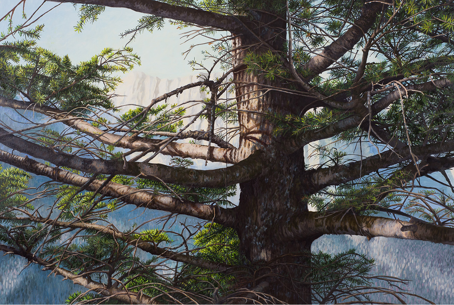 White Pine Montana: Oil on panel 40” x 60” 2013