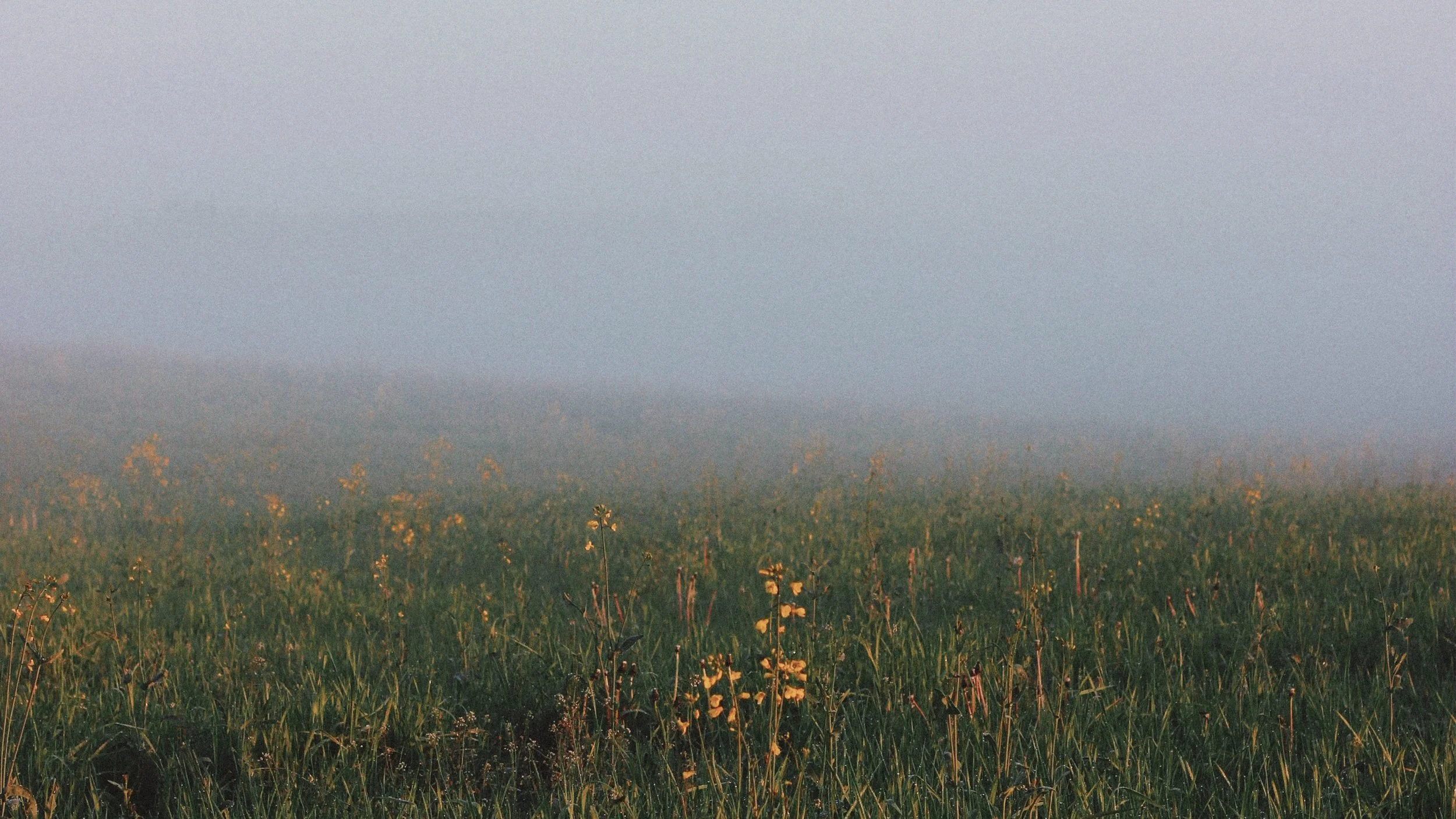 easter meadow.jpg