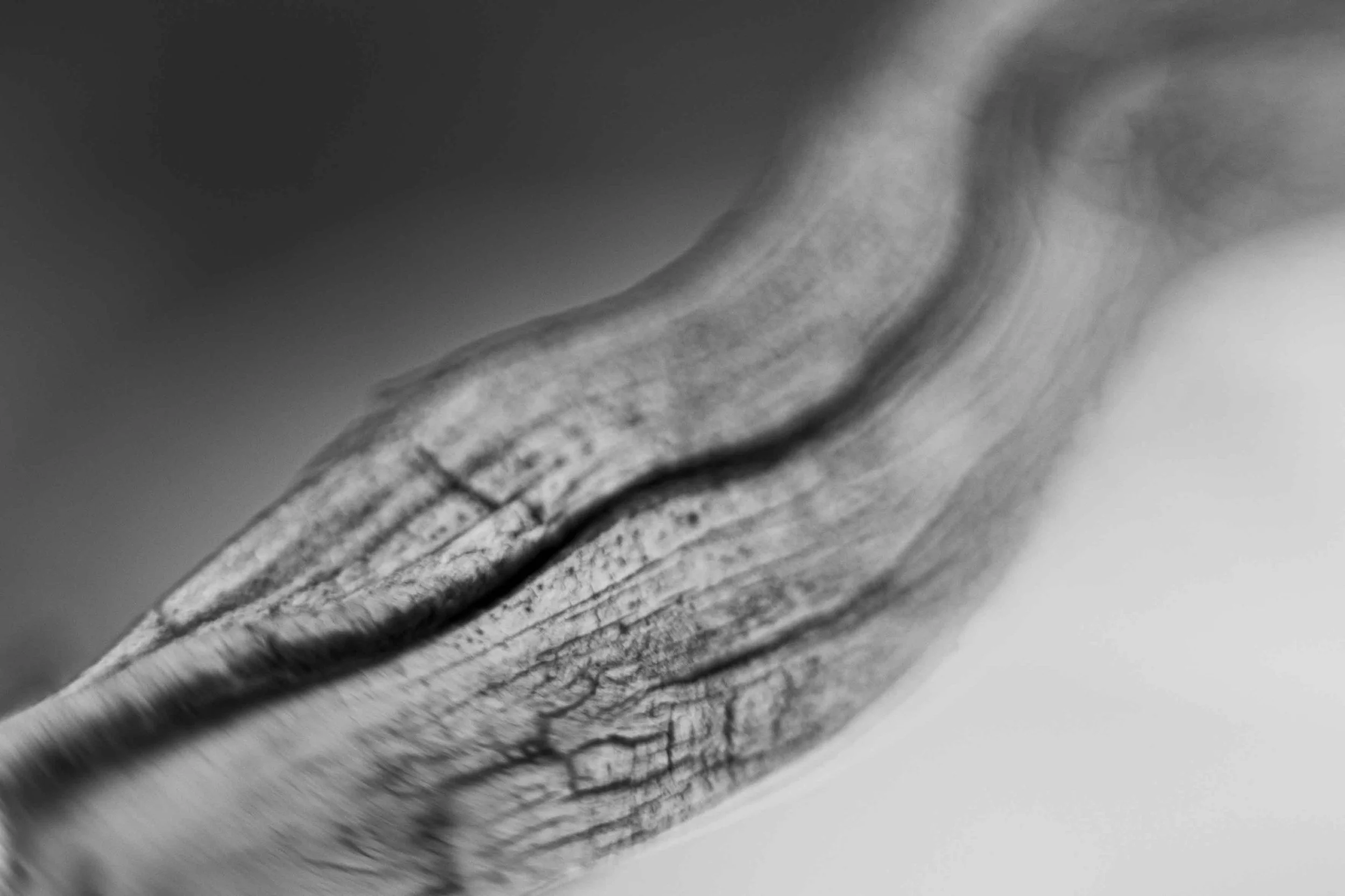 Knoll_J_EP_F6_-3.jpg