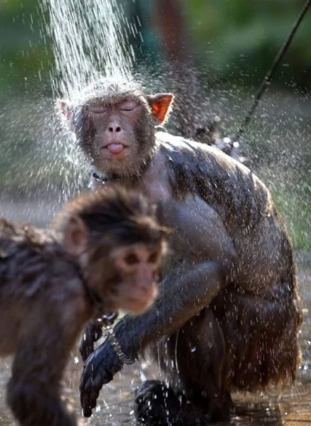monkey-shower-big.jpg