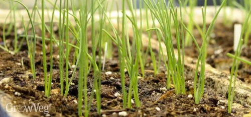 GG_onions-indoors-2x.jpg