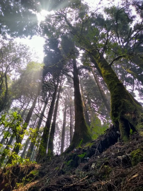 Original Photo from a protected Pine forest outside Darjeeling, India. Writing challenge from a forest bathing workshop — write 1 poem, in 10 minutes, using only 1 sense modality to describe the scene to a friend.
