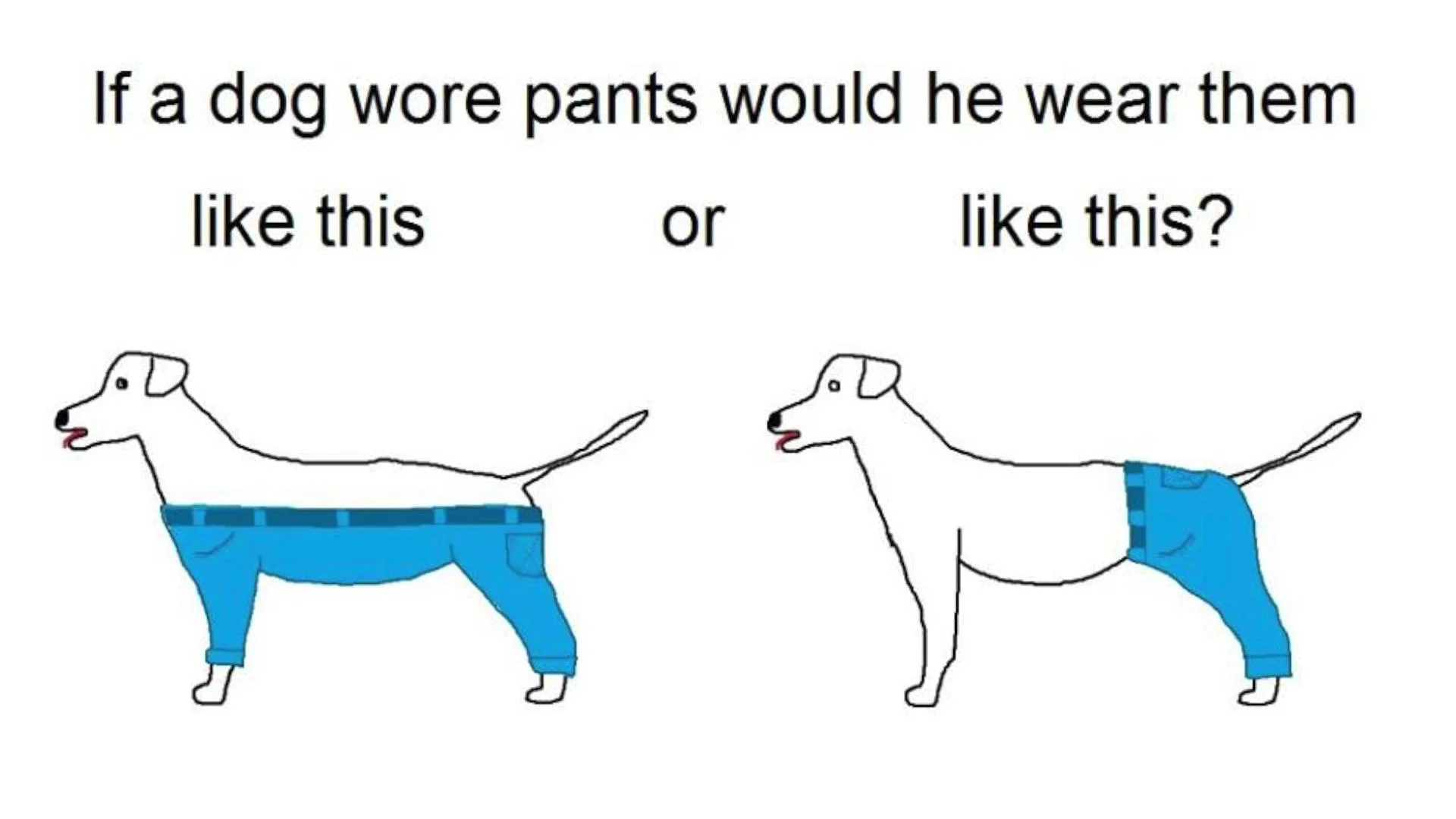 dogworepants.jpg
