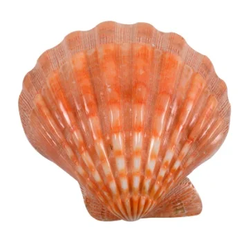 scallop2.jpg