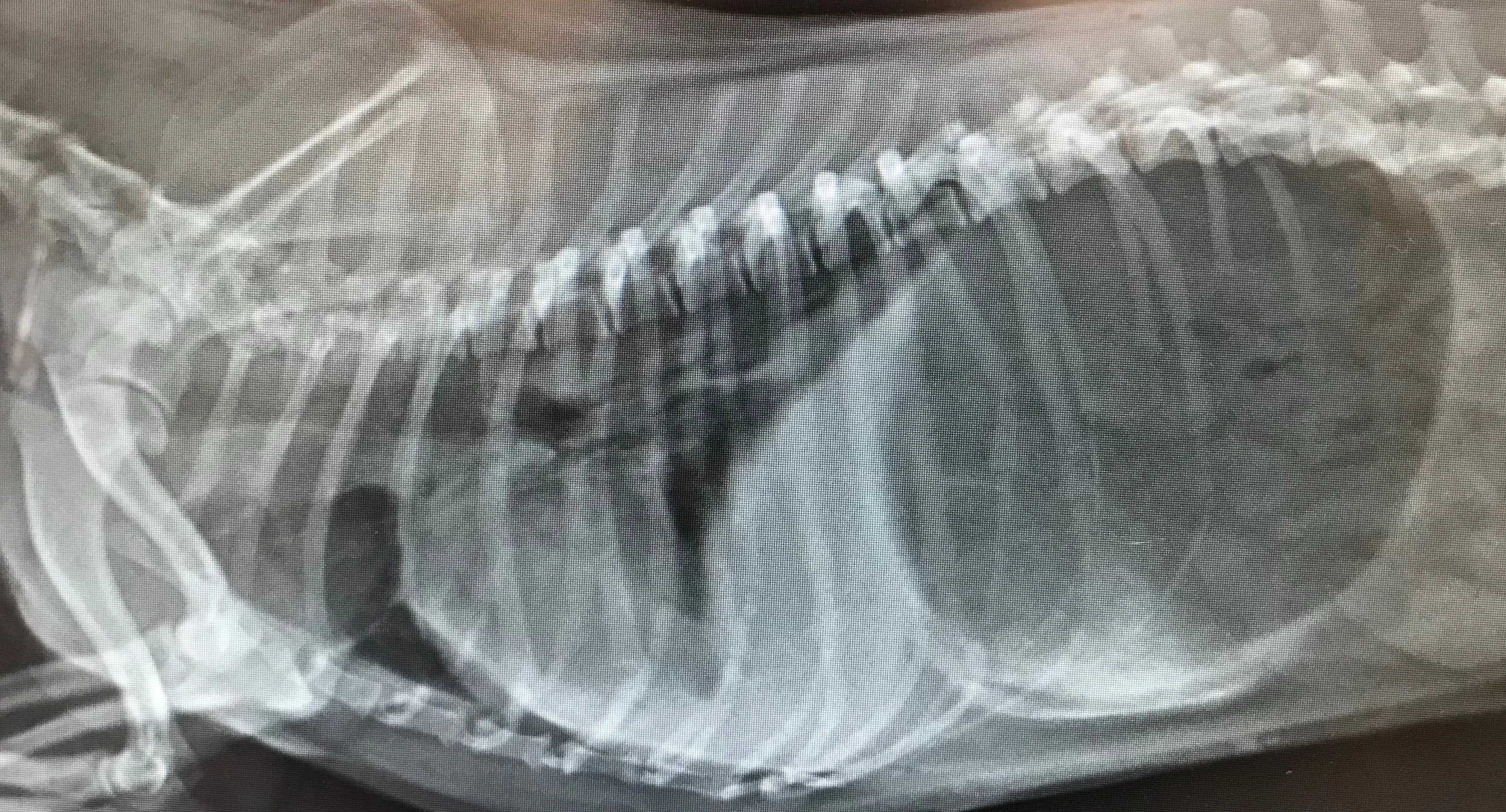  A Thematic Telling of a Traumatic Event