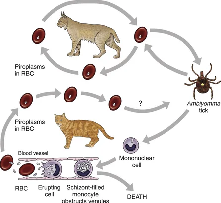 Life cycle of Cytauxzoon felis.