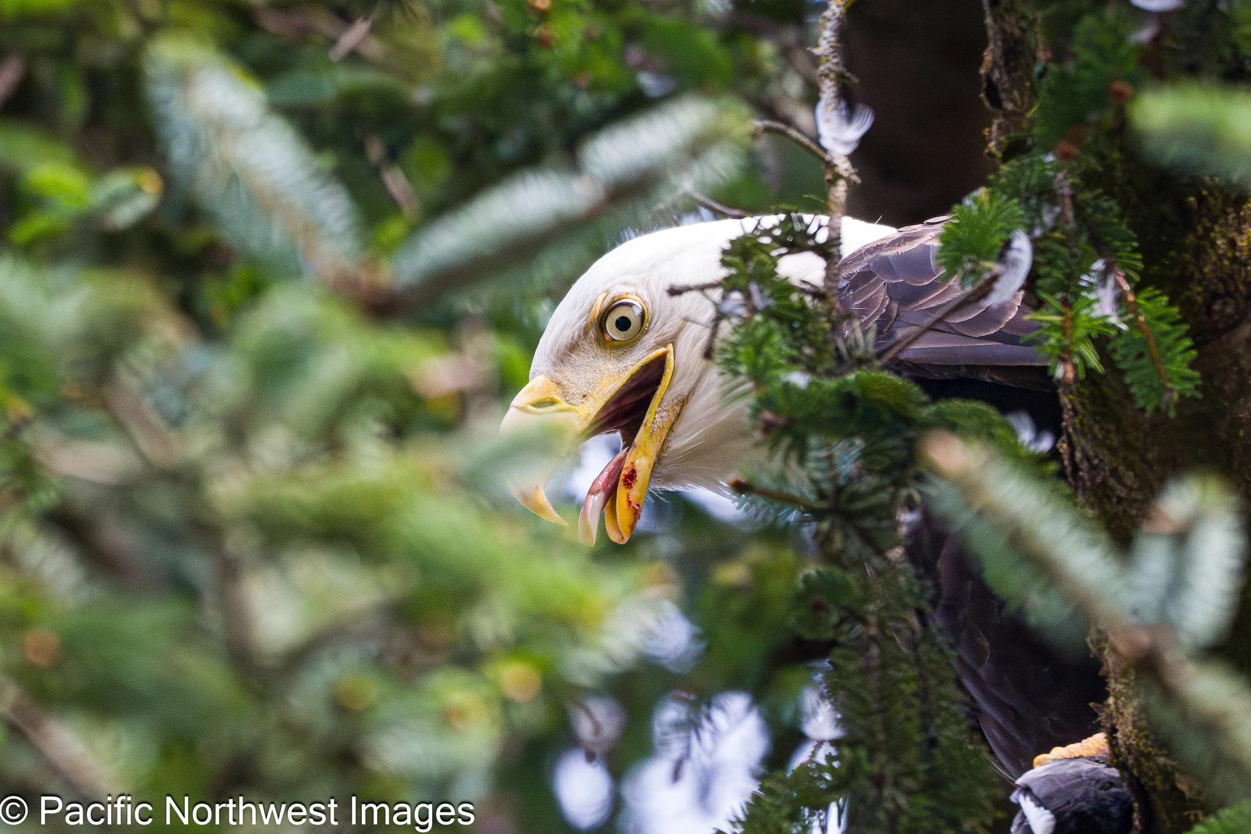 Birds_web (7 of 10).jpg