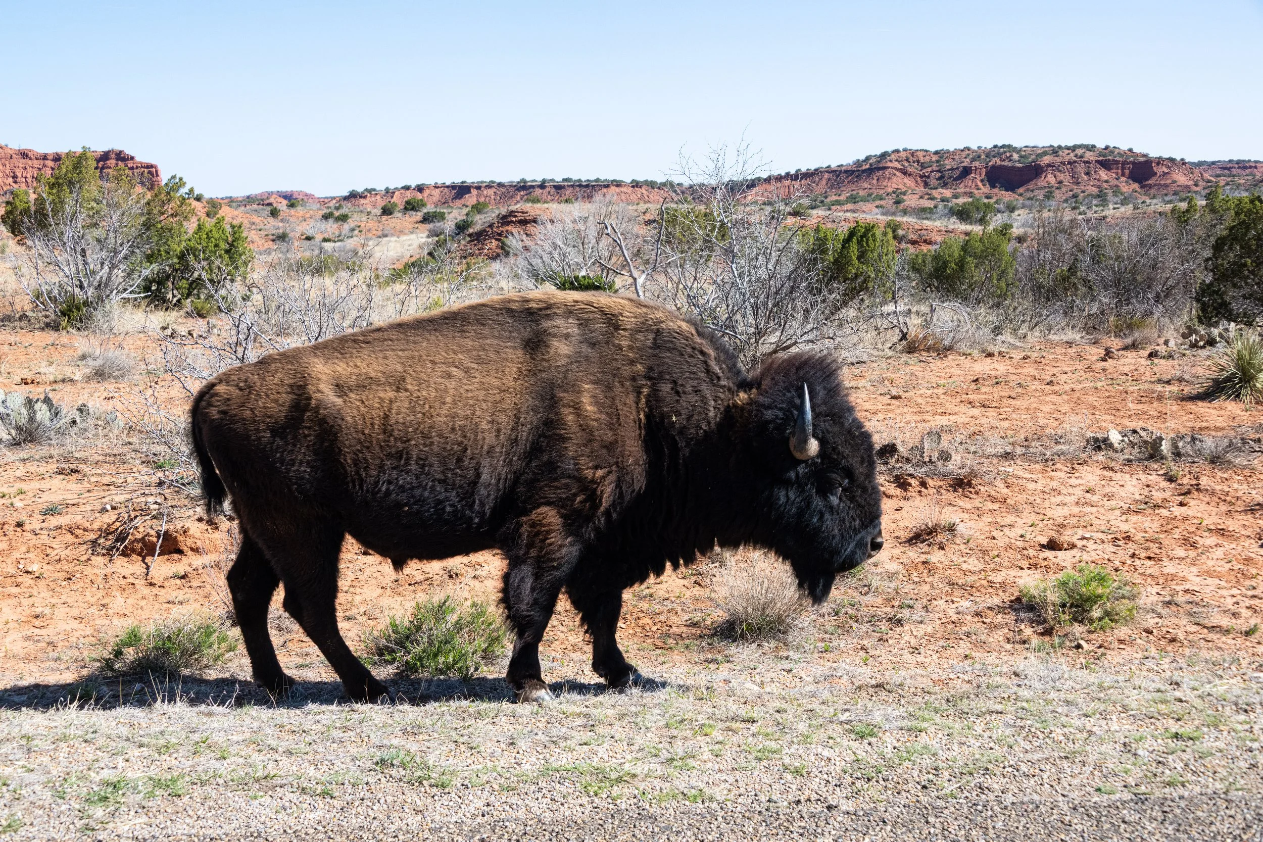 Caprock_Bison (1 of 1).jpg