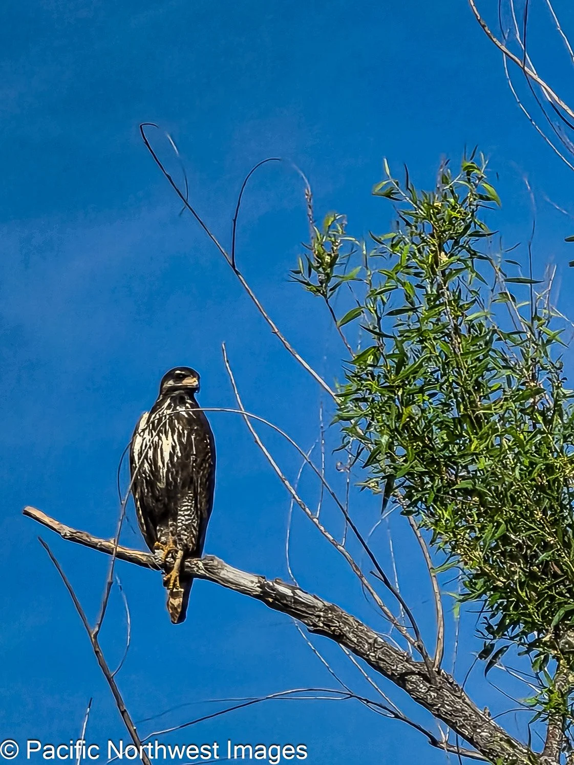 Black_Hawk (1 of 1).jpg