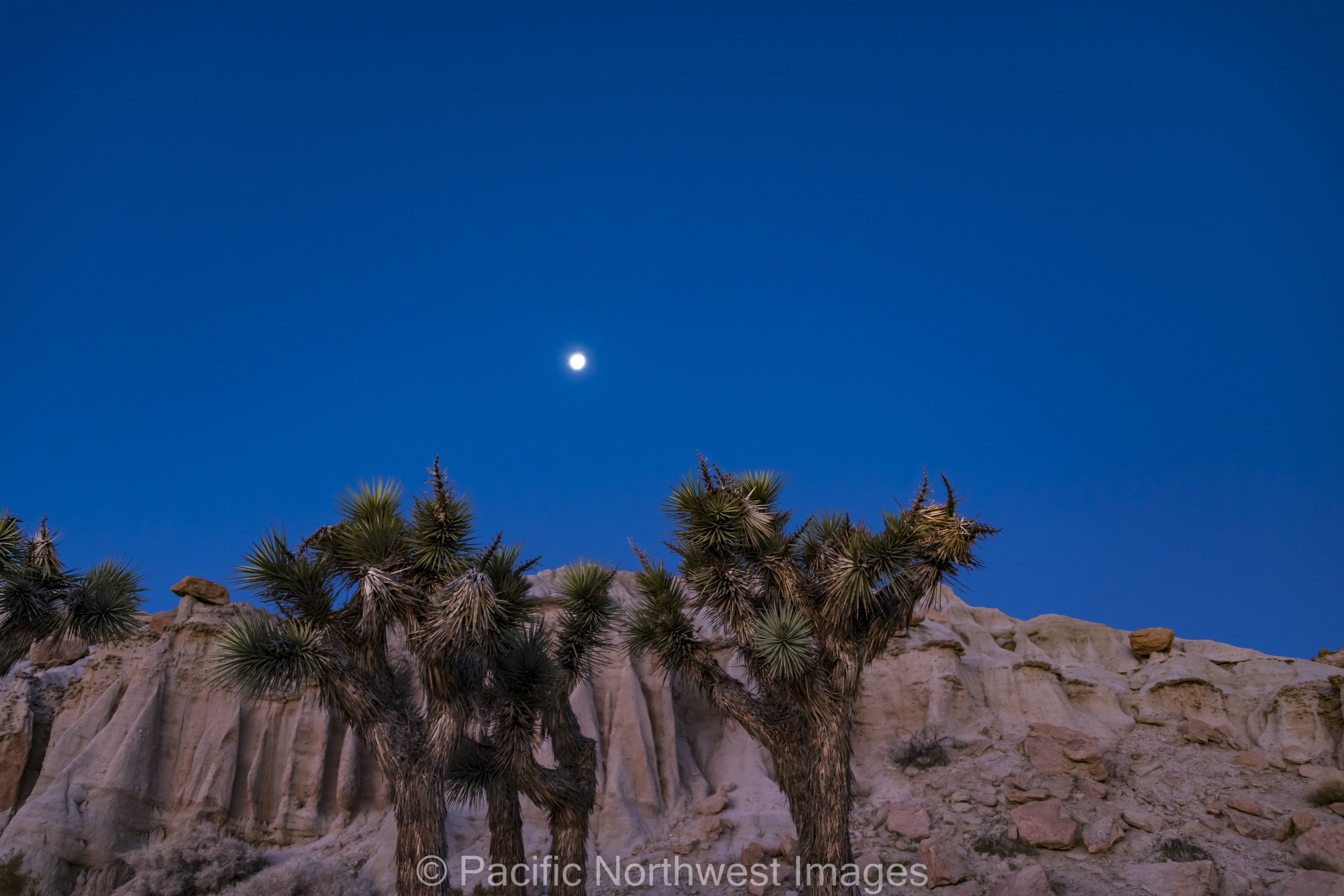Yucca_1 (1 of 1).jpg
