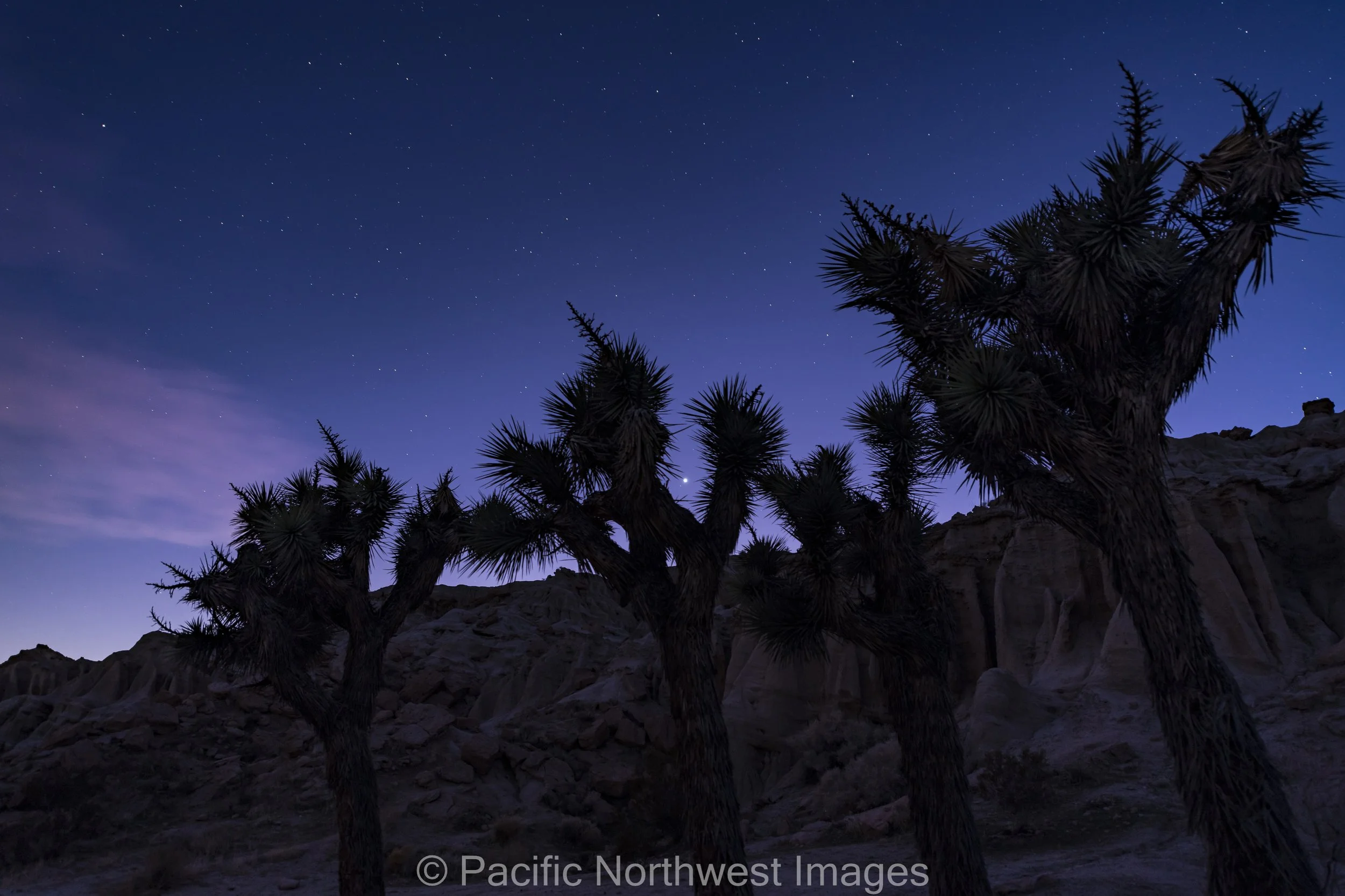 Yucca_2 (1 of 1).jpg