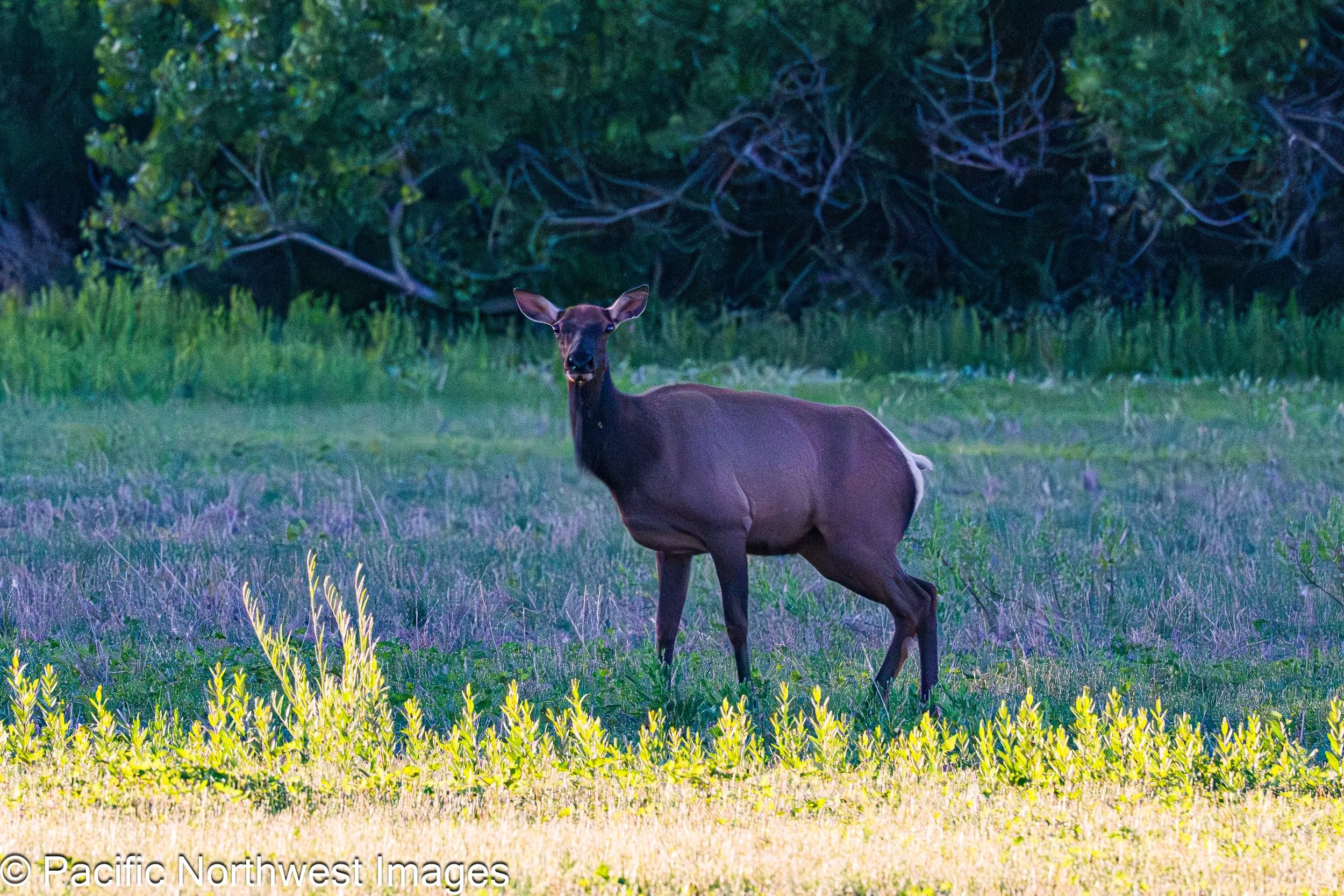 Bosque_General_2026 (5 of 9)-2.jpg