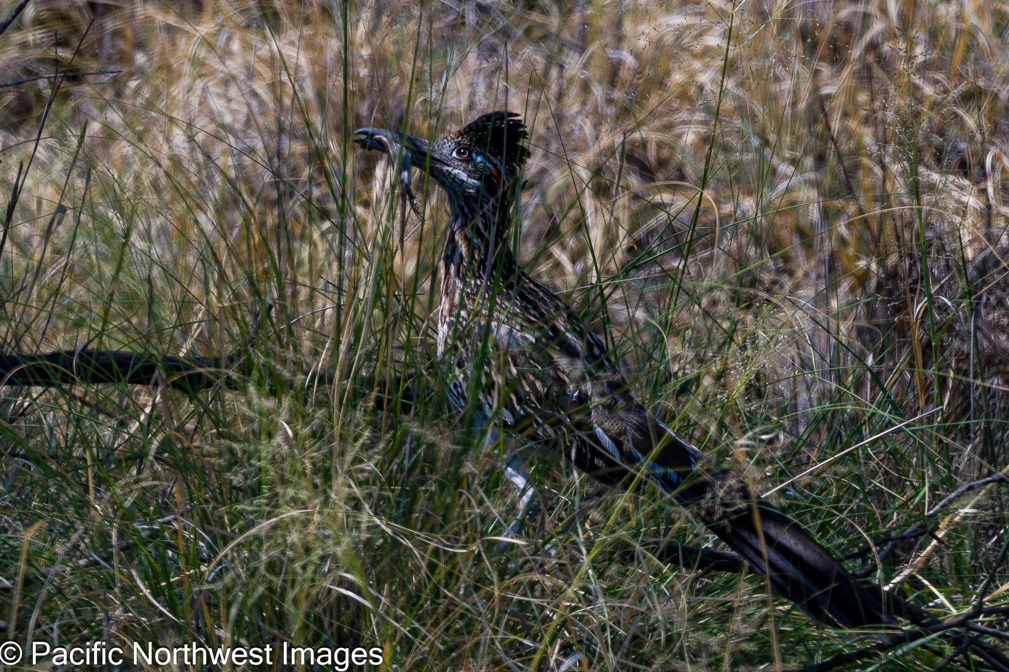 Roadrunner_Lizard (2 of 2).jpg