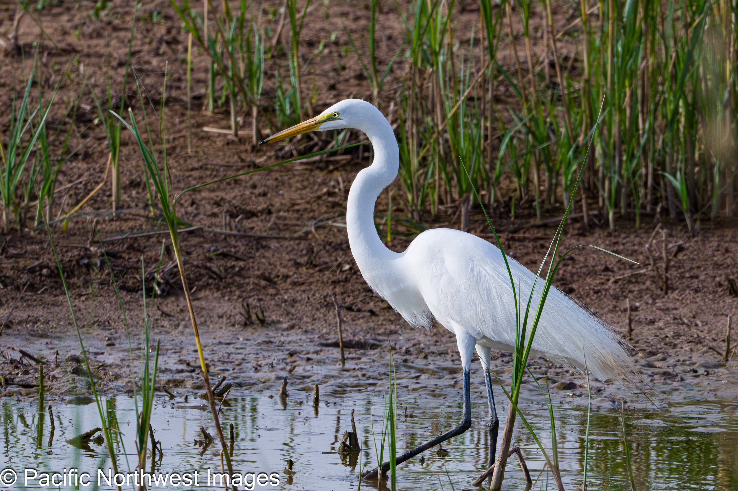 Bosque del Apache National Wildlife Refuge - April to June 2026