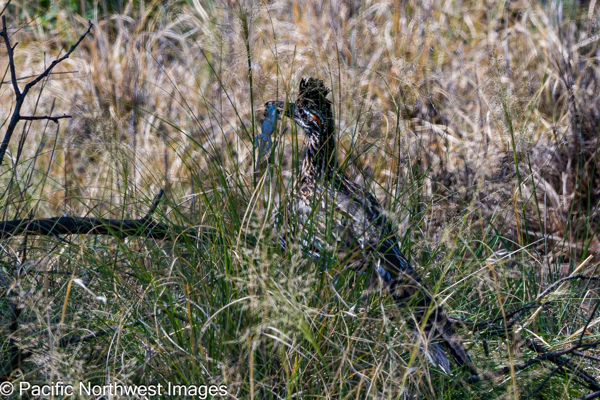 Roadrunner_Lizard (1 of 2).jpg