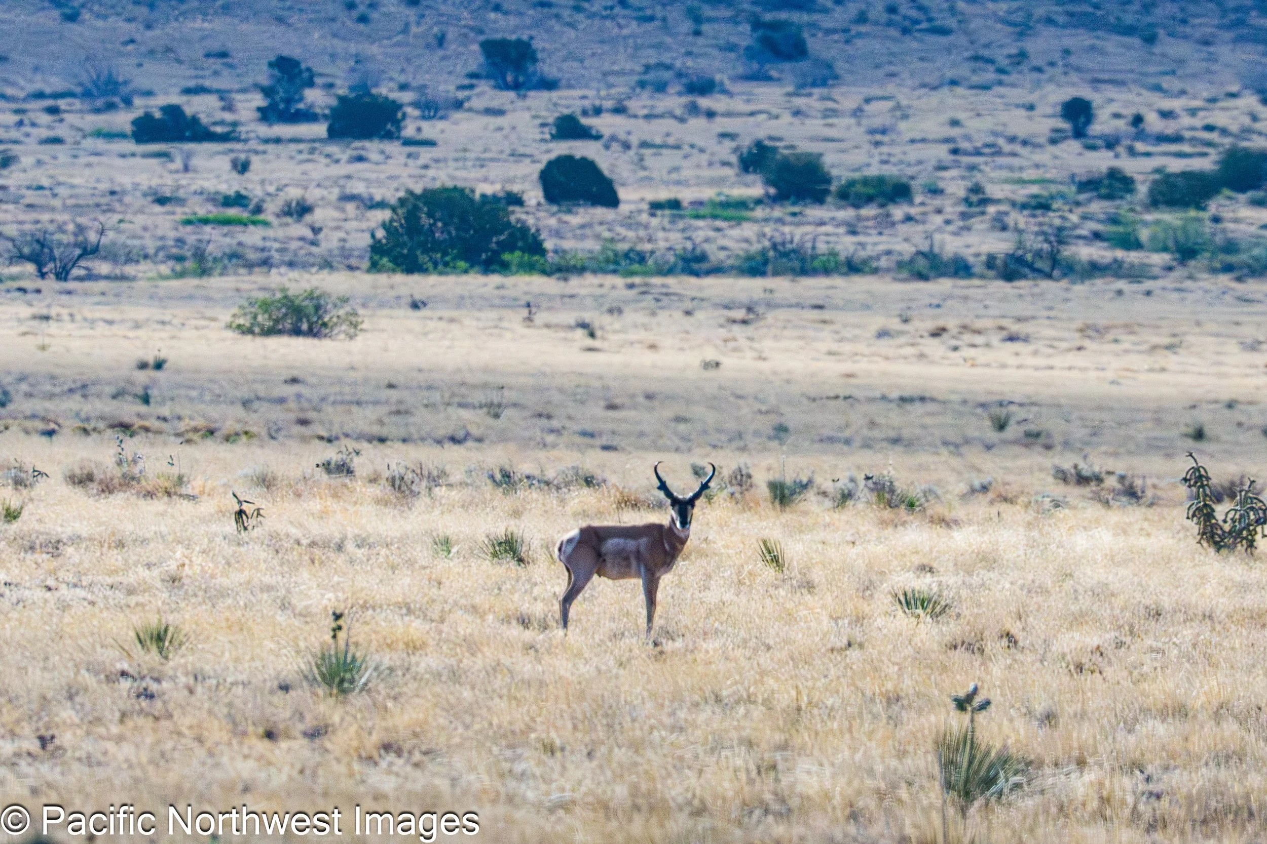 Sevilleta_NWR_2_29_2026 (2 of 24).jpg