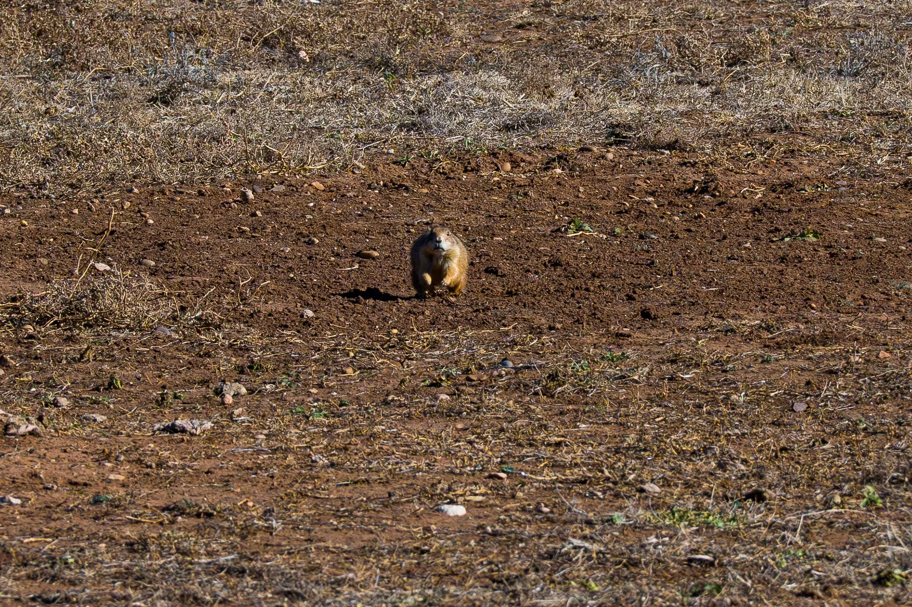 Caprock_Canyon_12_23_2025 (1 of 3).jpg