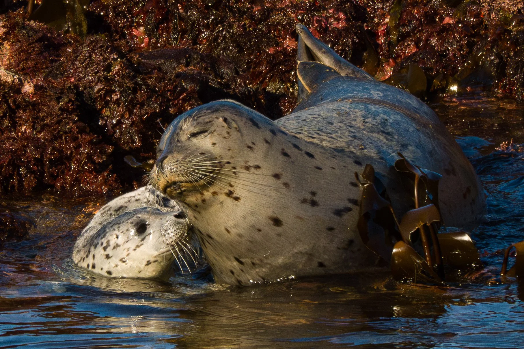 SealPups (1 of 1)-12.jpg