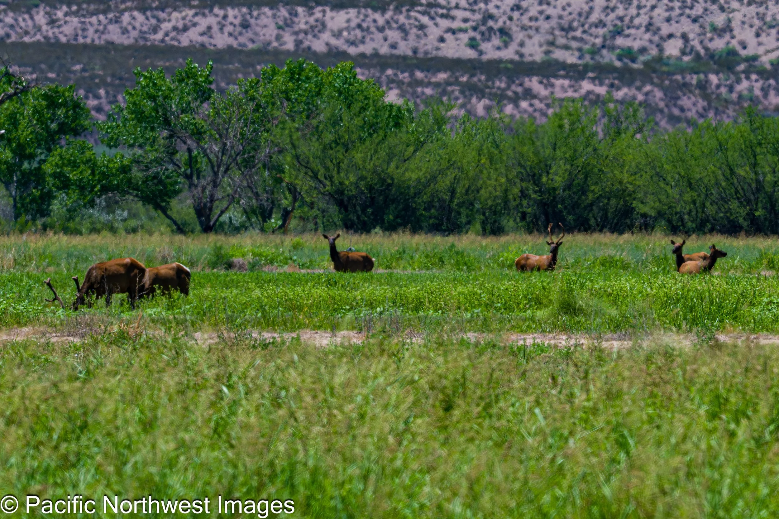 Bosque_6_21_2026 (2 of 6).jpg