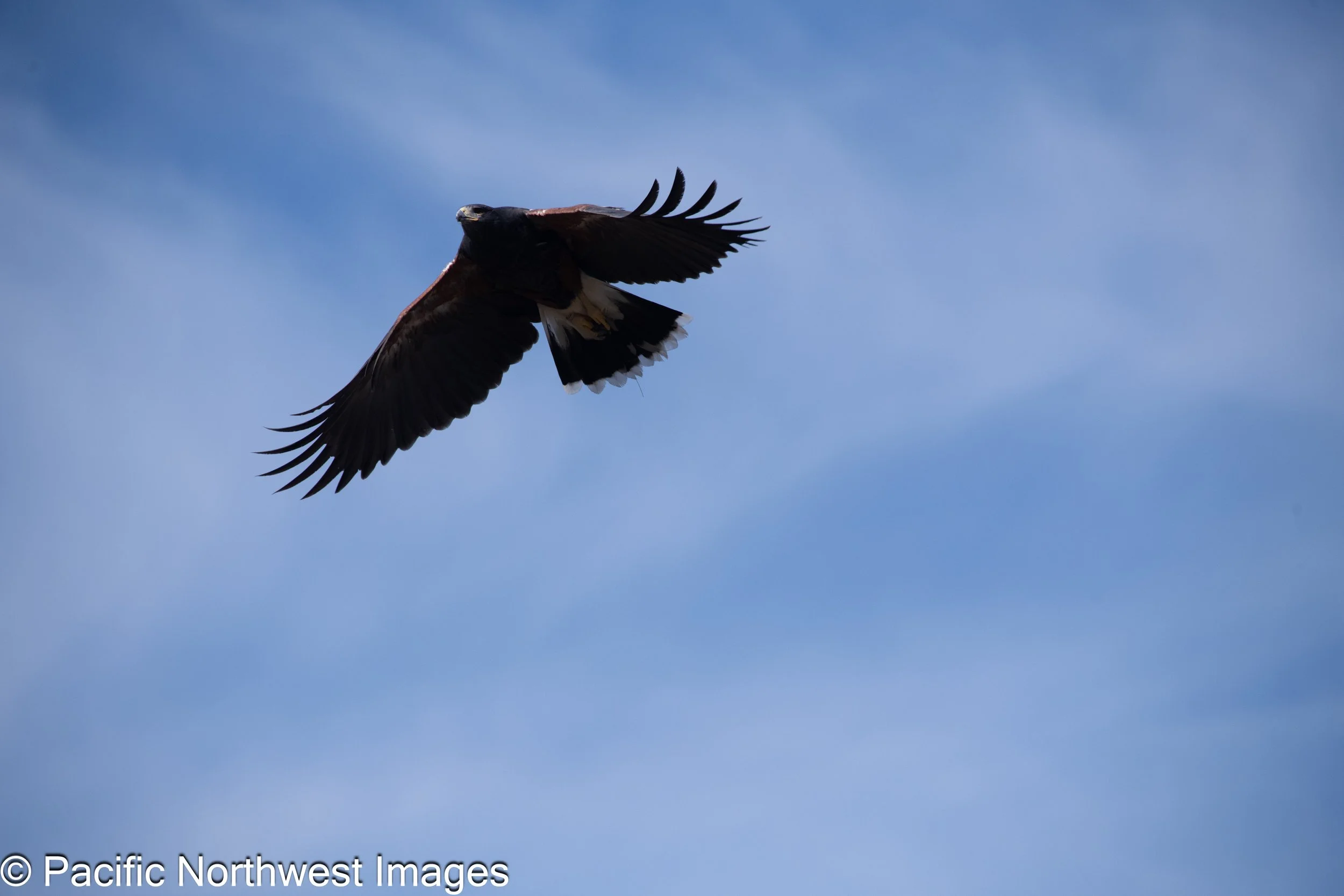 Birds_Web (6 of 9).jpg