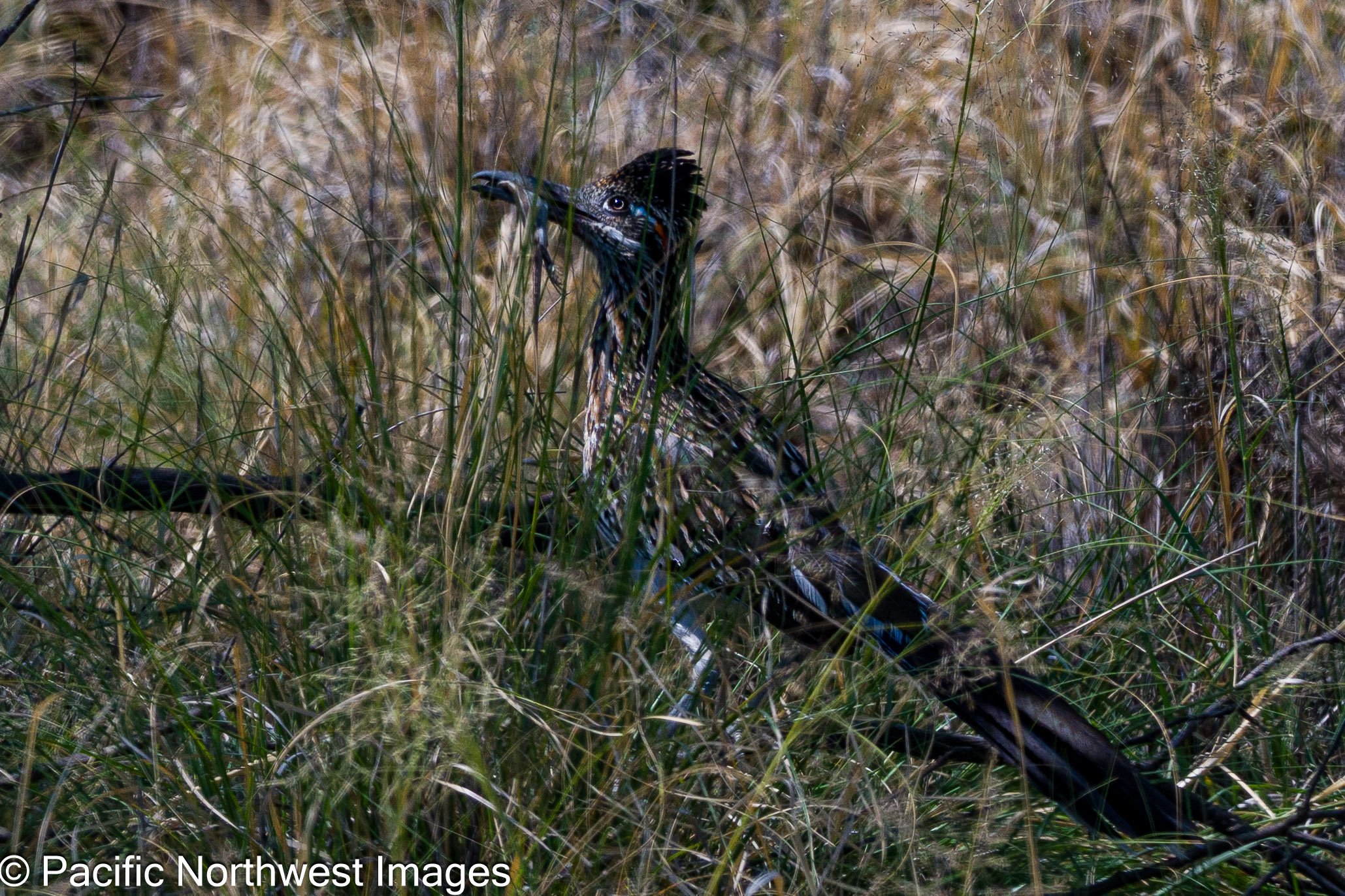 Roadrunner_Lizard (2 of 2).jpg