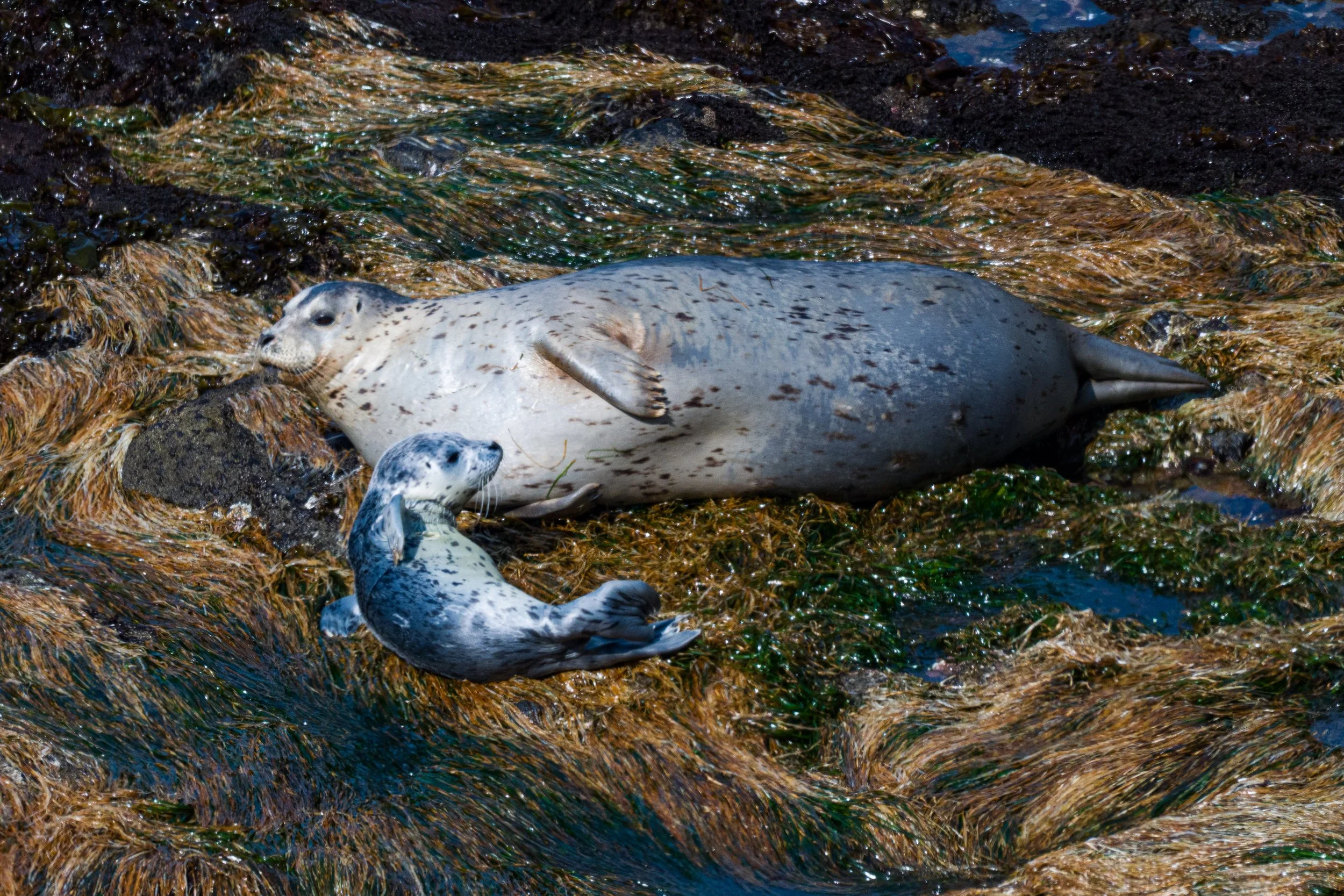 YHONA_Seal_Pups_5_3_2025 (3 of 5).jpg