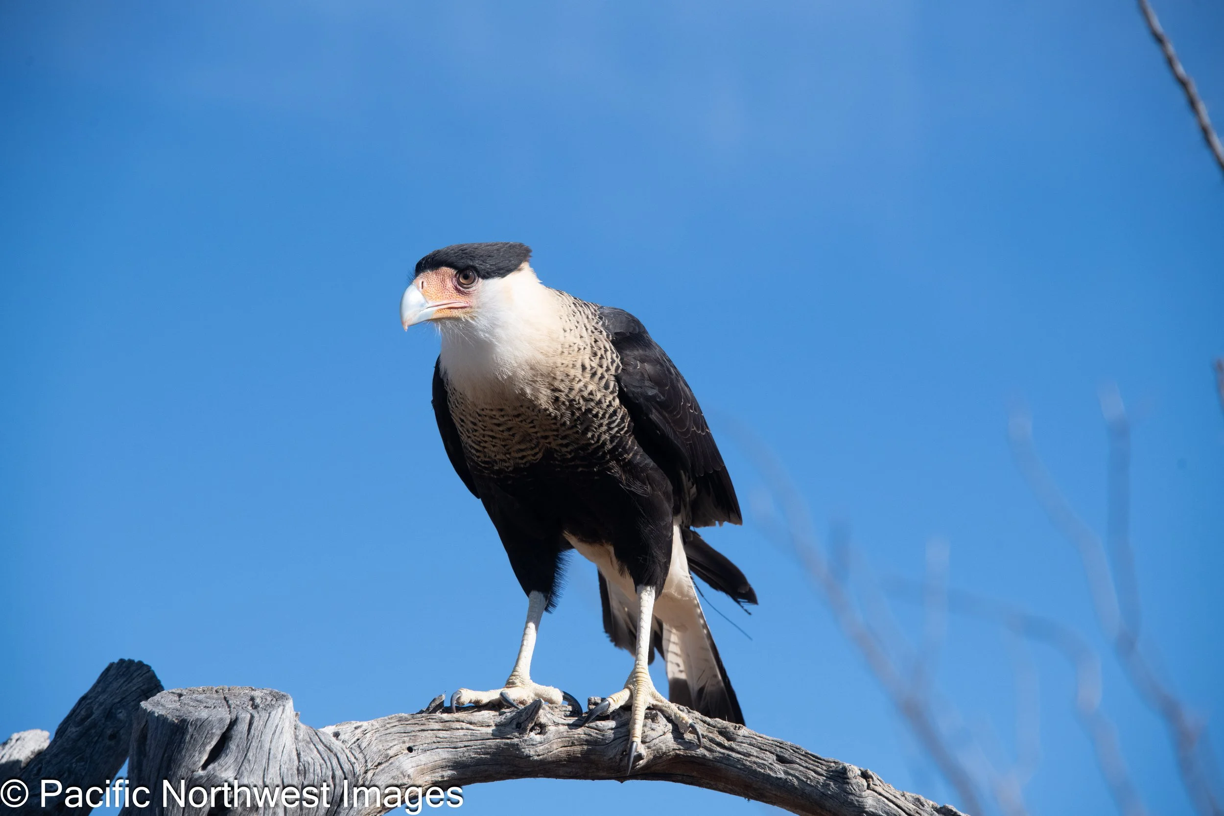 Birds_Web (1 of 9).jpg