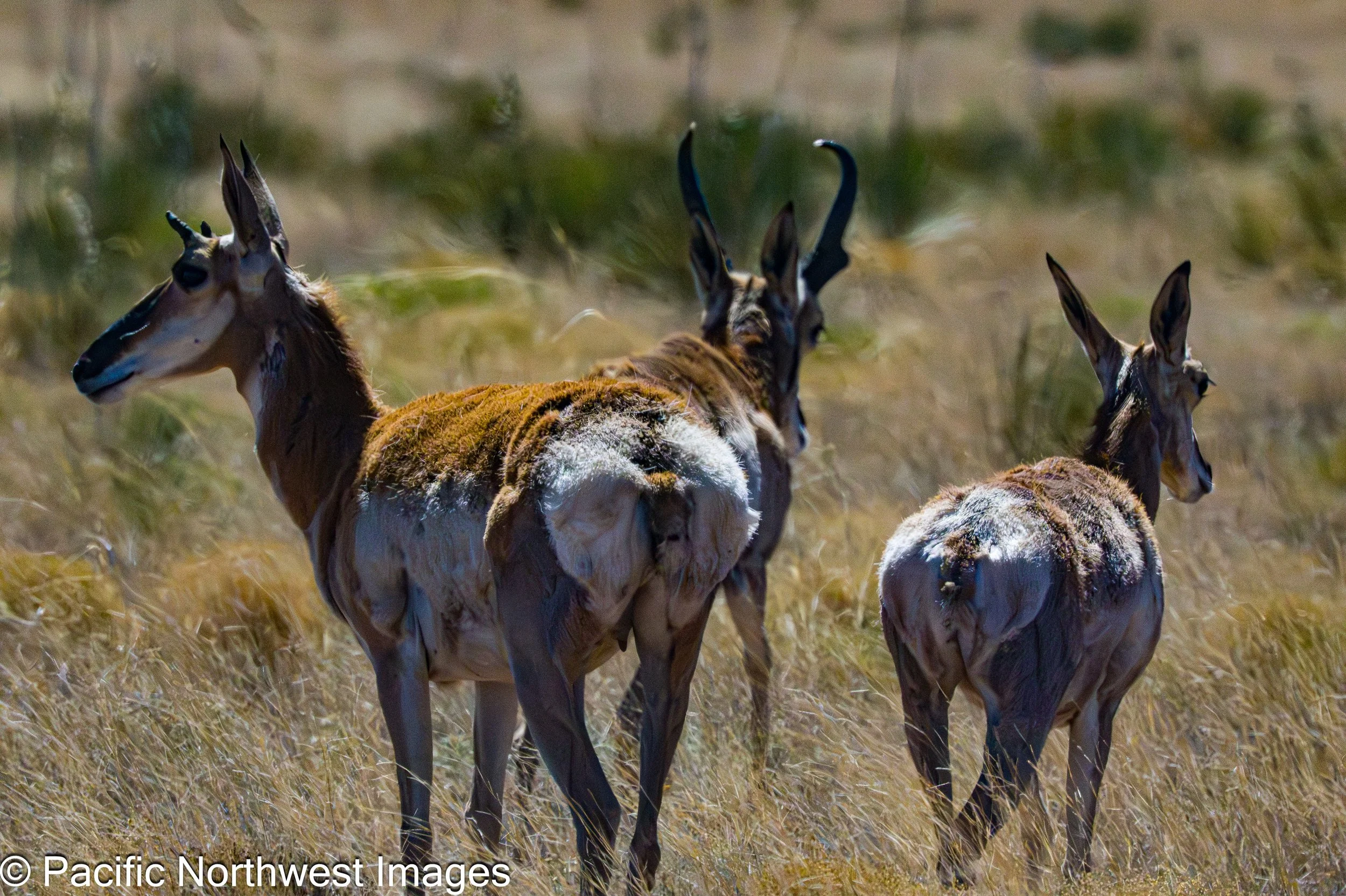 Sevilleta_NWR_2_29_2026 (23 of 24).jpg