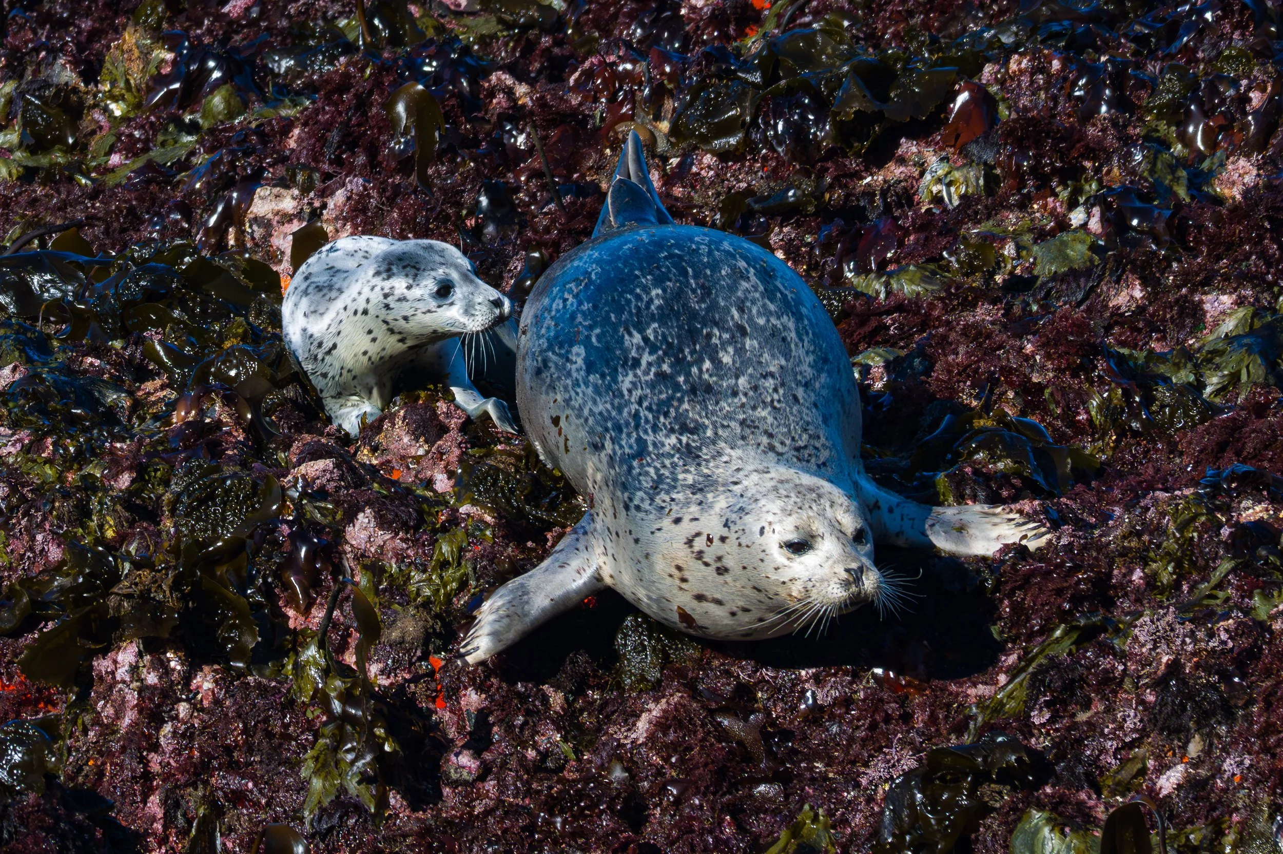 SealPups (1 of 1)-5.jpg