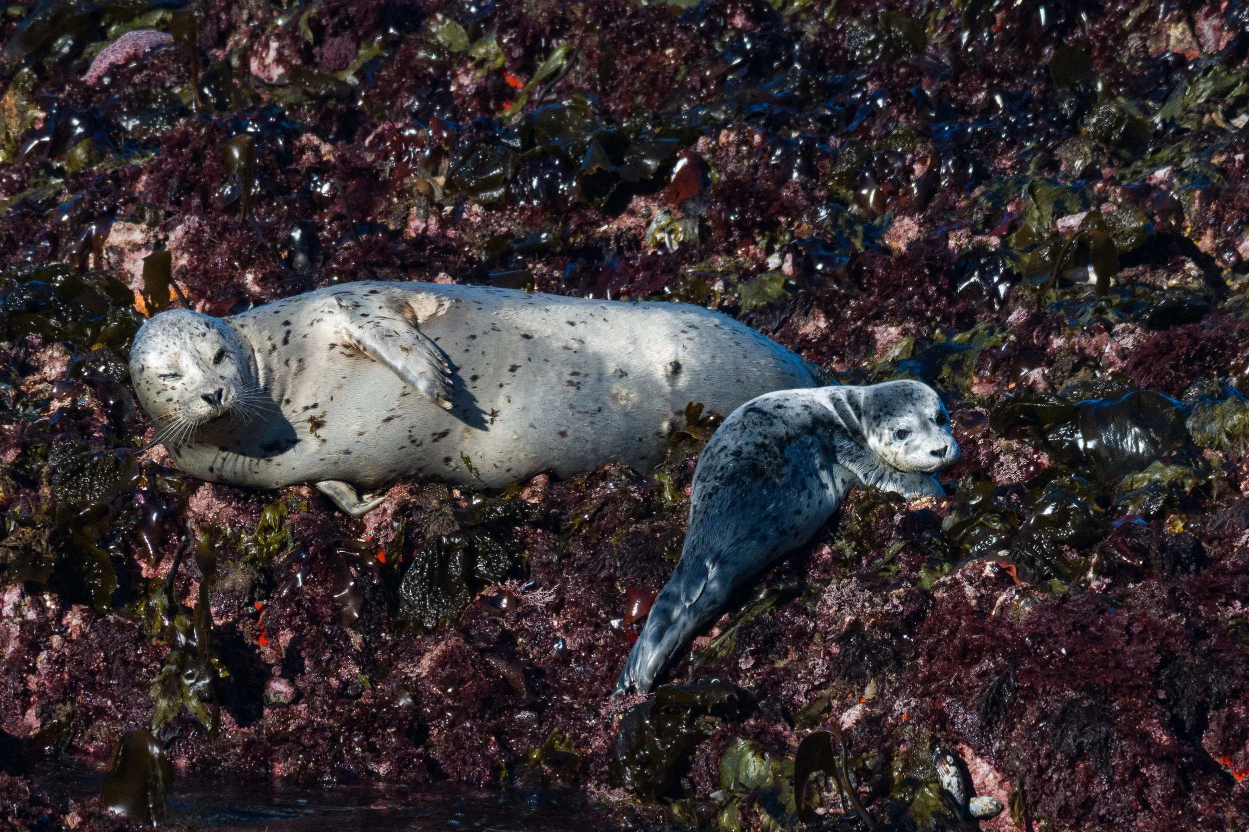 SealPups (1 of 1)-3.jpg