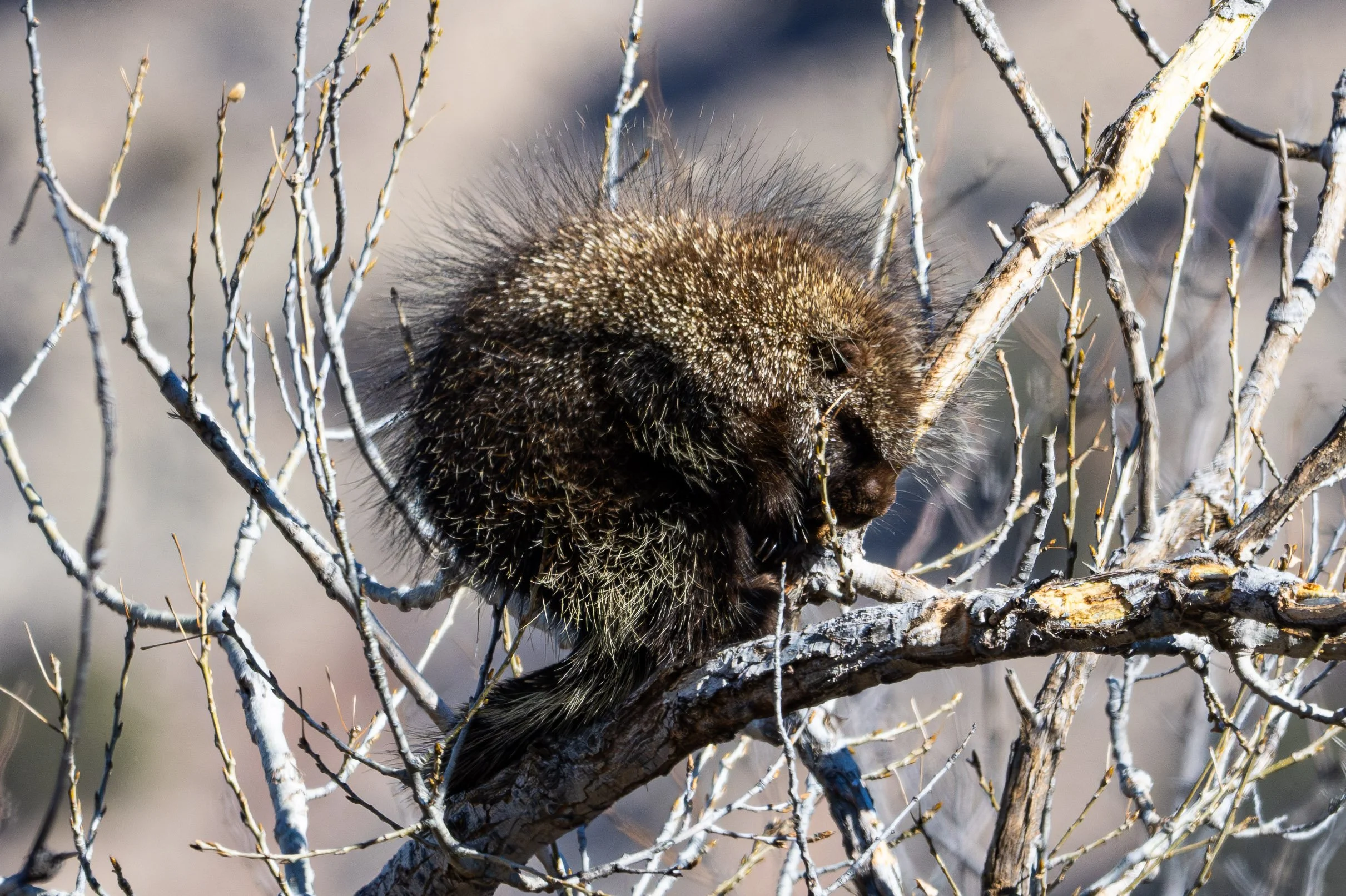Palo_Duro_Porcupine_1_29_2024 (1 of 1)-3.jpg