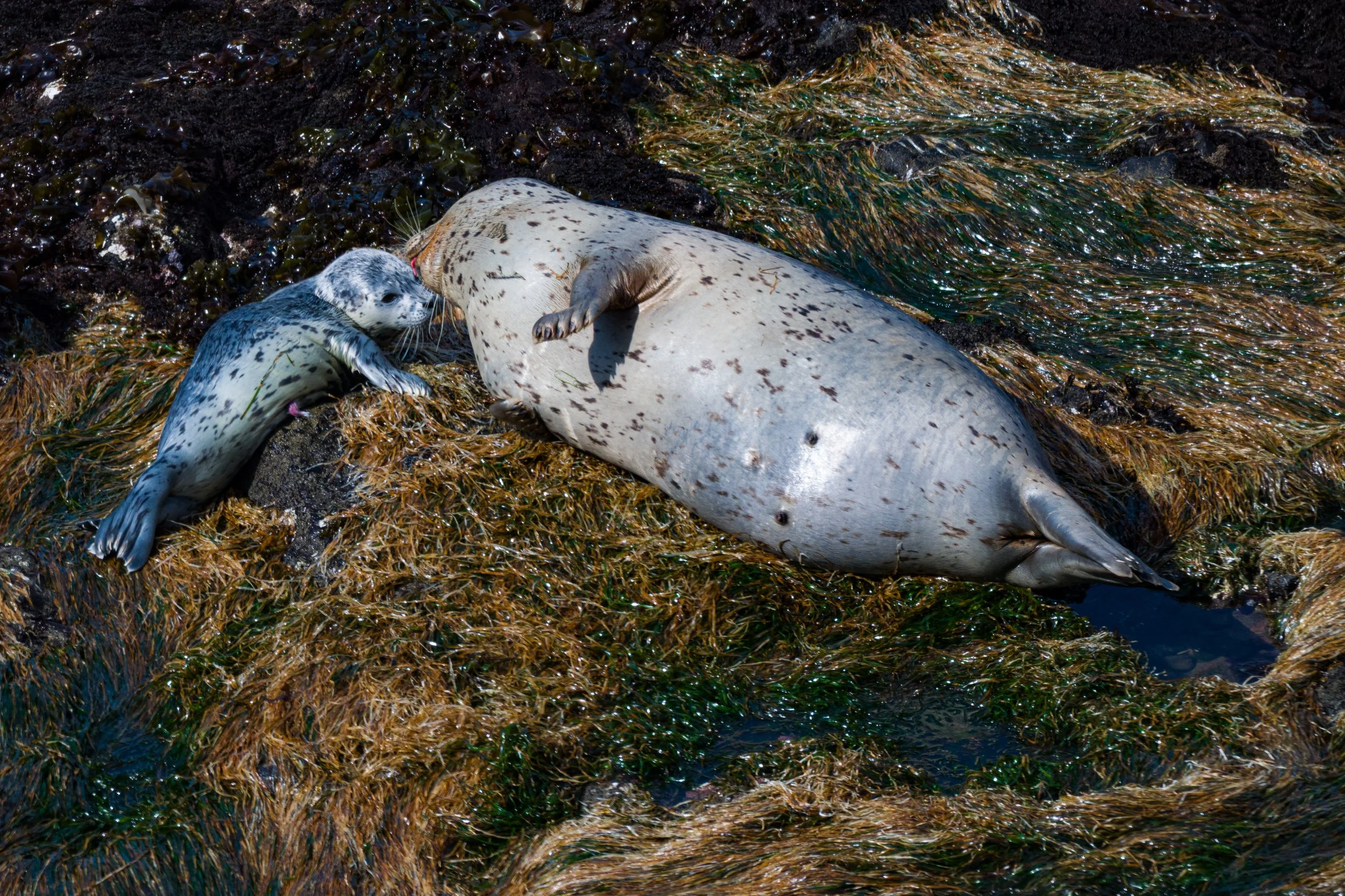 YHONA_Seal_Pups_5_3_2025 (5 of 5).jpg