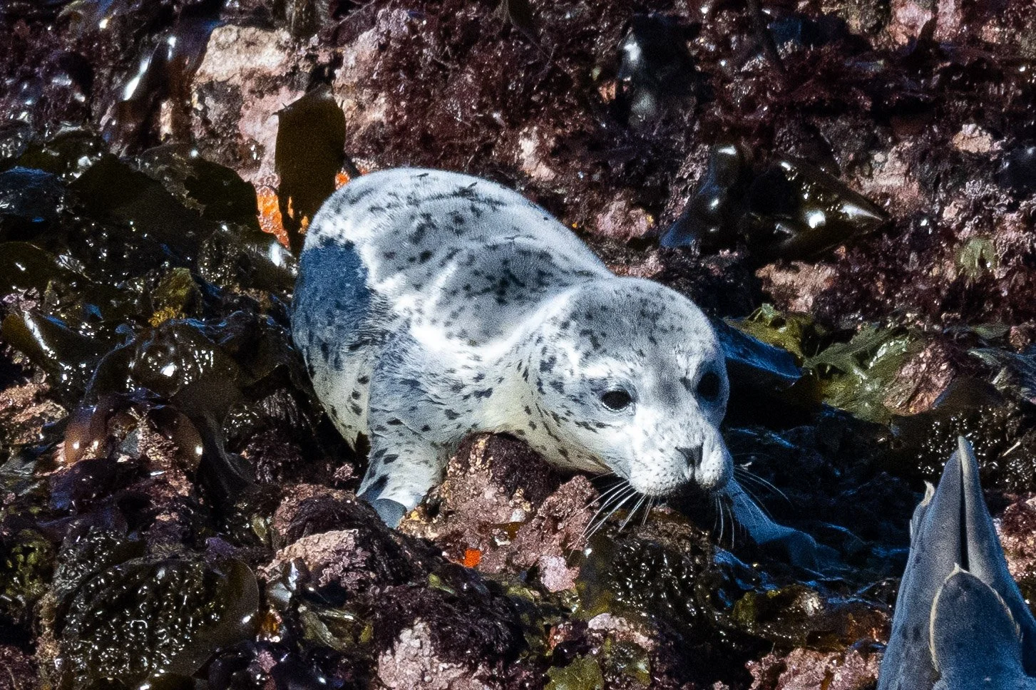 SealPups (1 of 1)-6.jpg