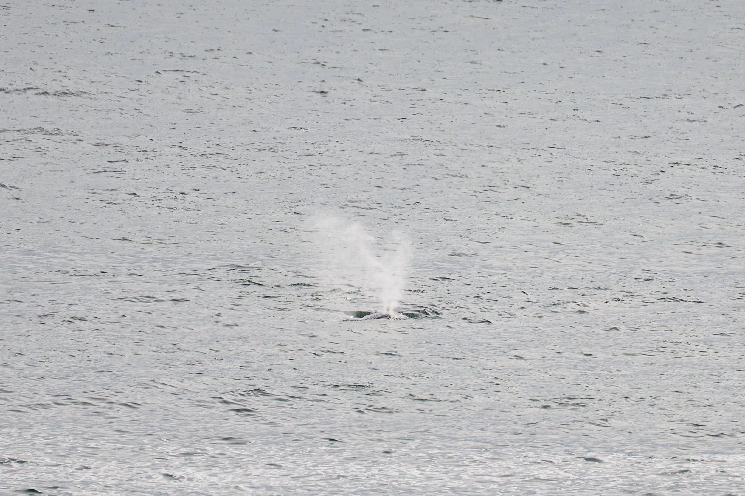 YHONA_Whales_6_27_2025 (1 of 1).jpg