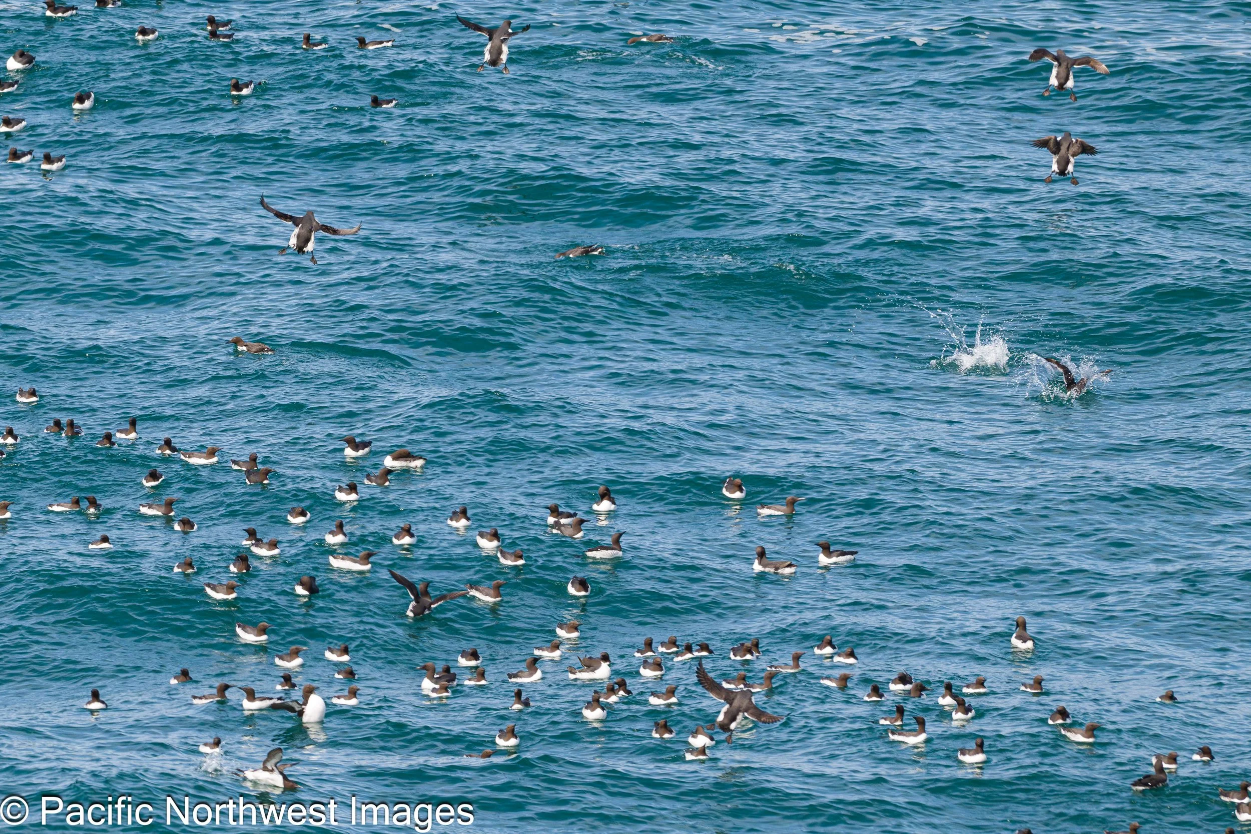 Birds_web (2 of 10).jpg
