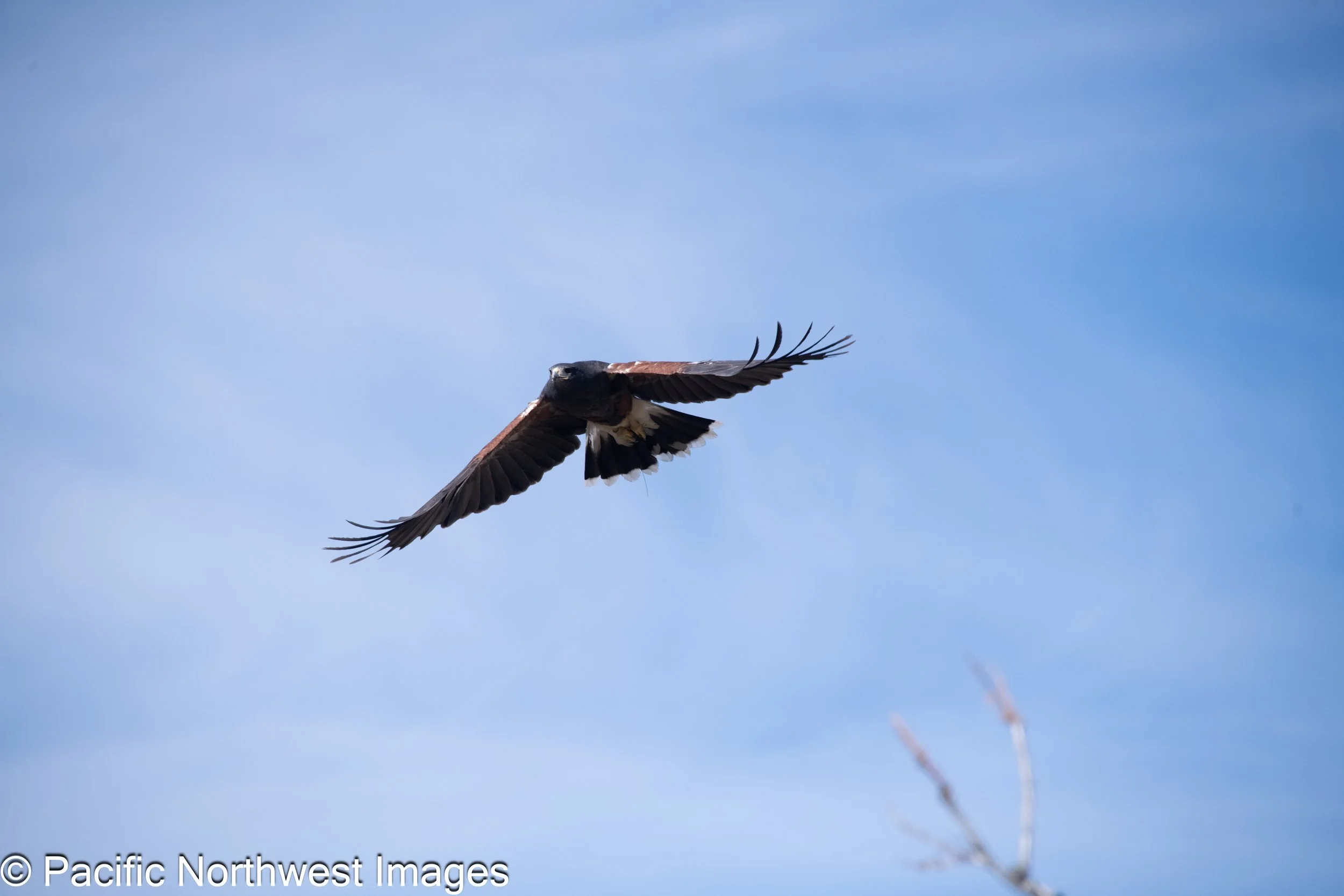 Birds_Web (5 of 9).jpg